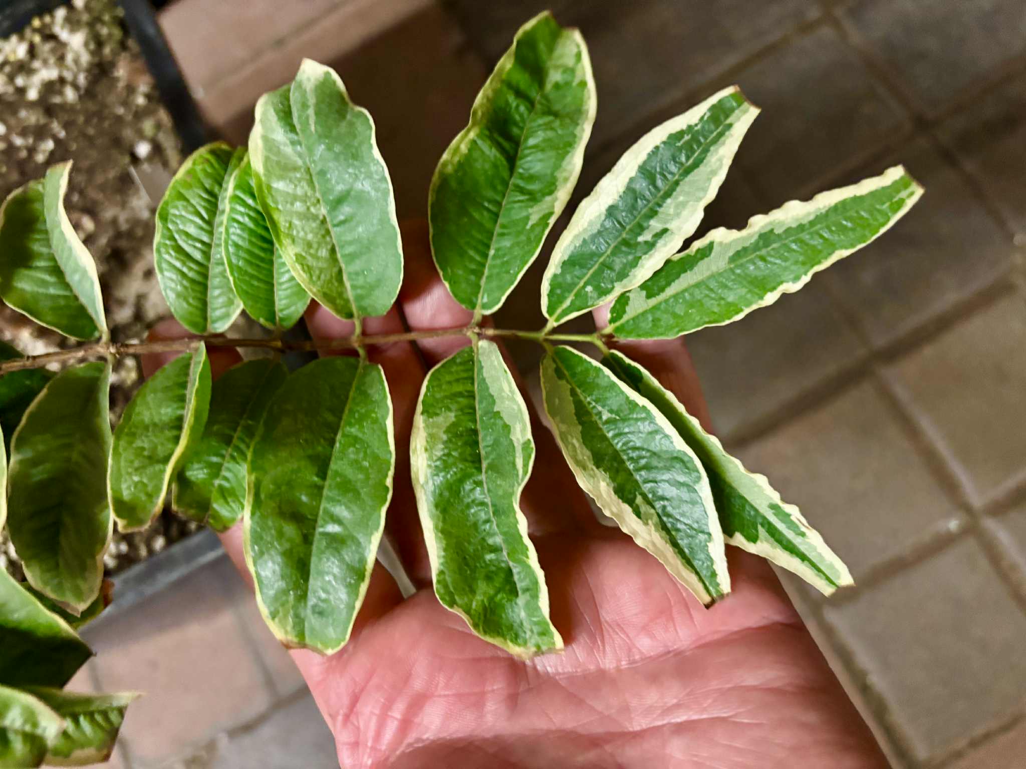 variegated Jaboticaba "Acu Paulista" grafted -   1 potted plant / 1 getopfte Pflanze