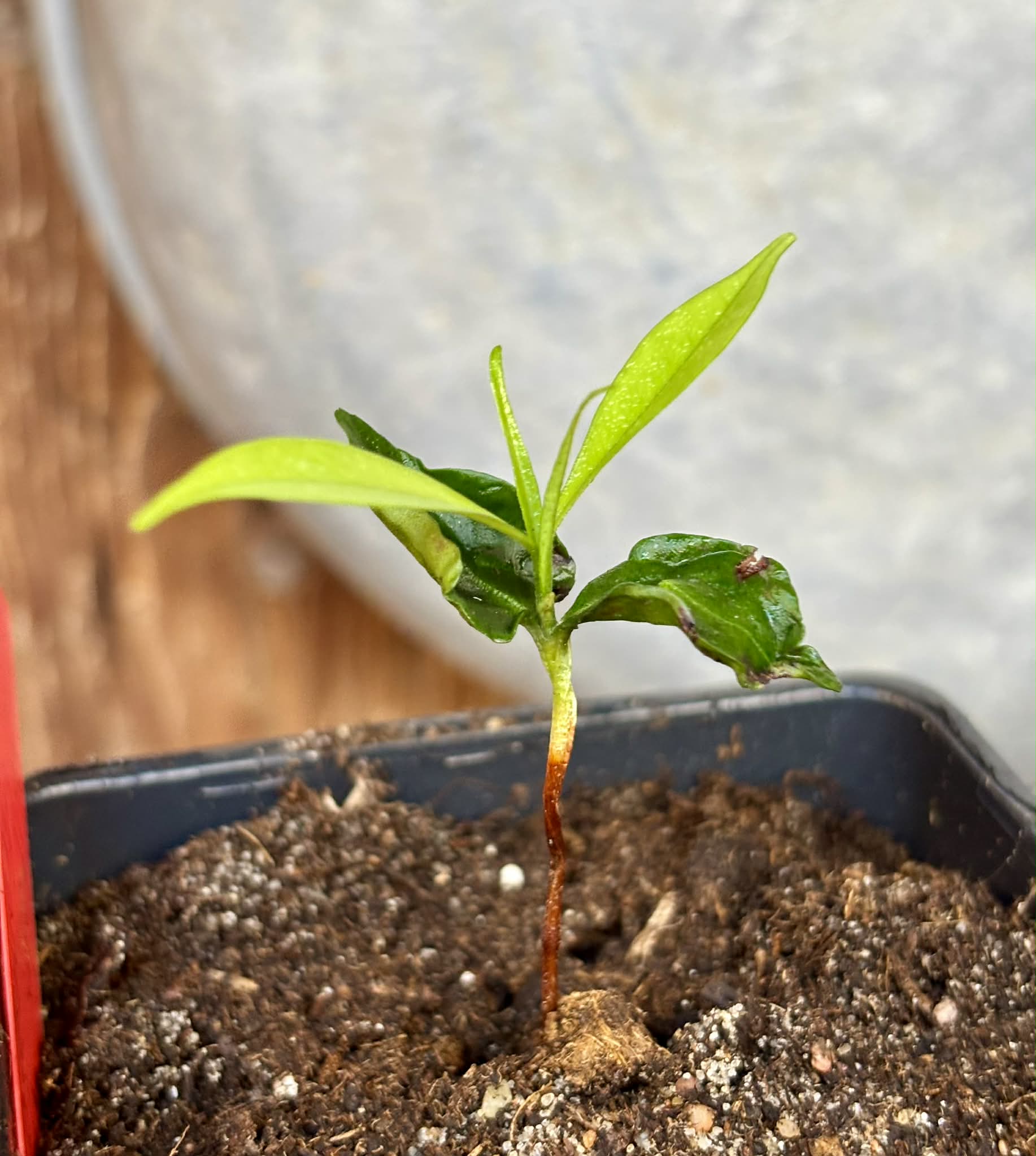Myrcia sp Trancoso -  1 potted seedling / 1 getopfter Sämling