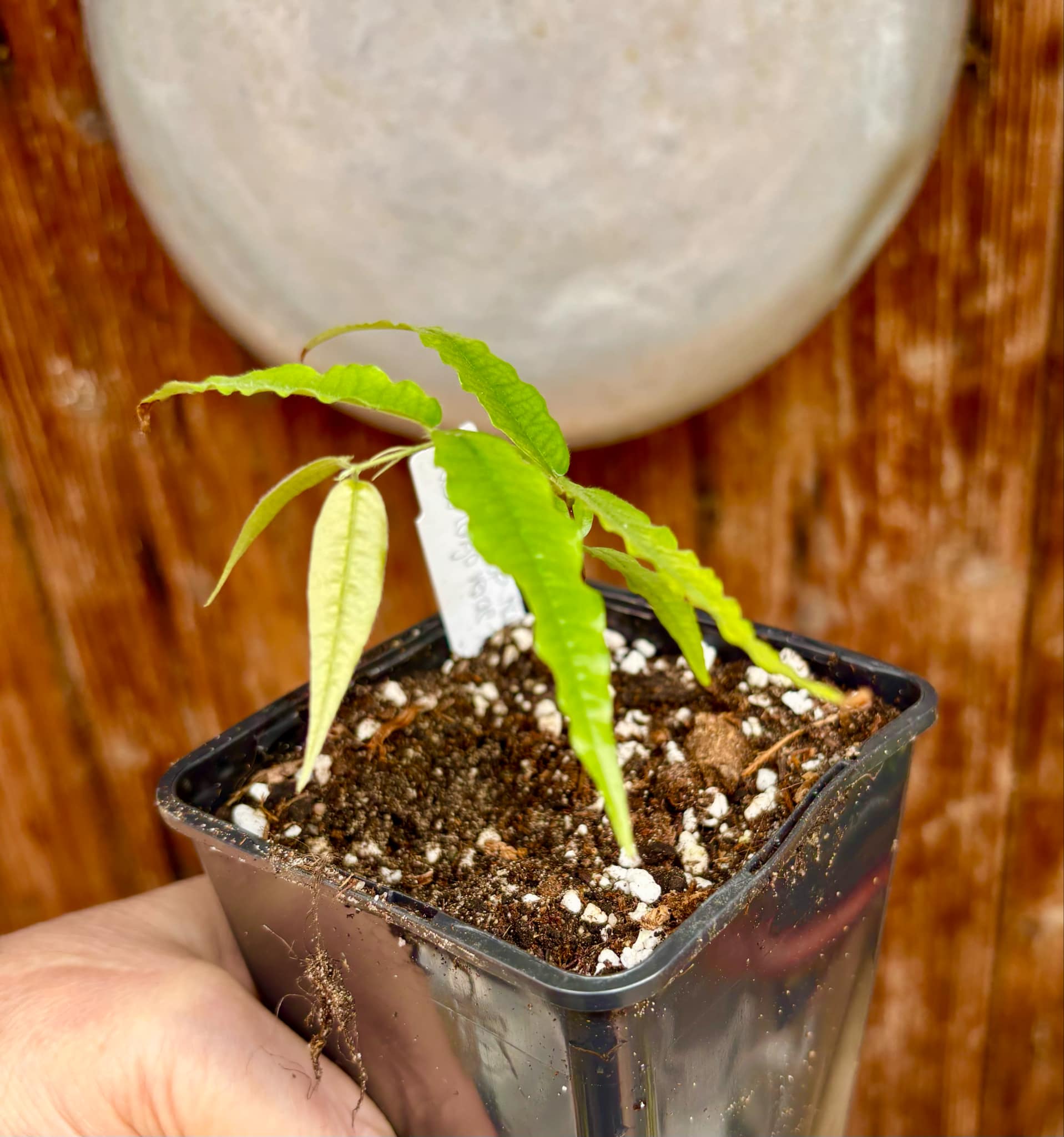 Plinia sp Rajada Cabo longo verde Tupinamba - Jaboticaba - 1 small potted seedling / 1 kleiner, getopfter Sämling Plinia sp Rajada Cabo longo verde Tupinamba - Jaboticaba - 1 small potted seedling / 1 kleiner, getopfter Sämling