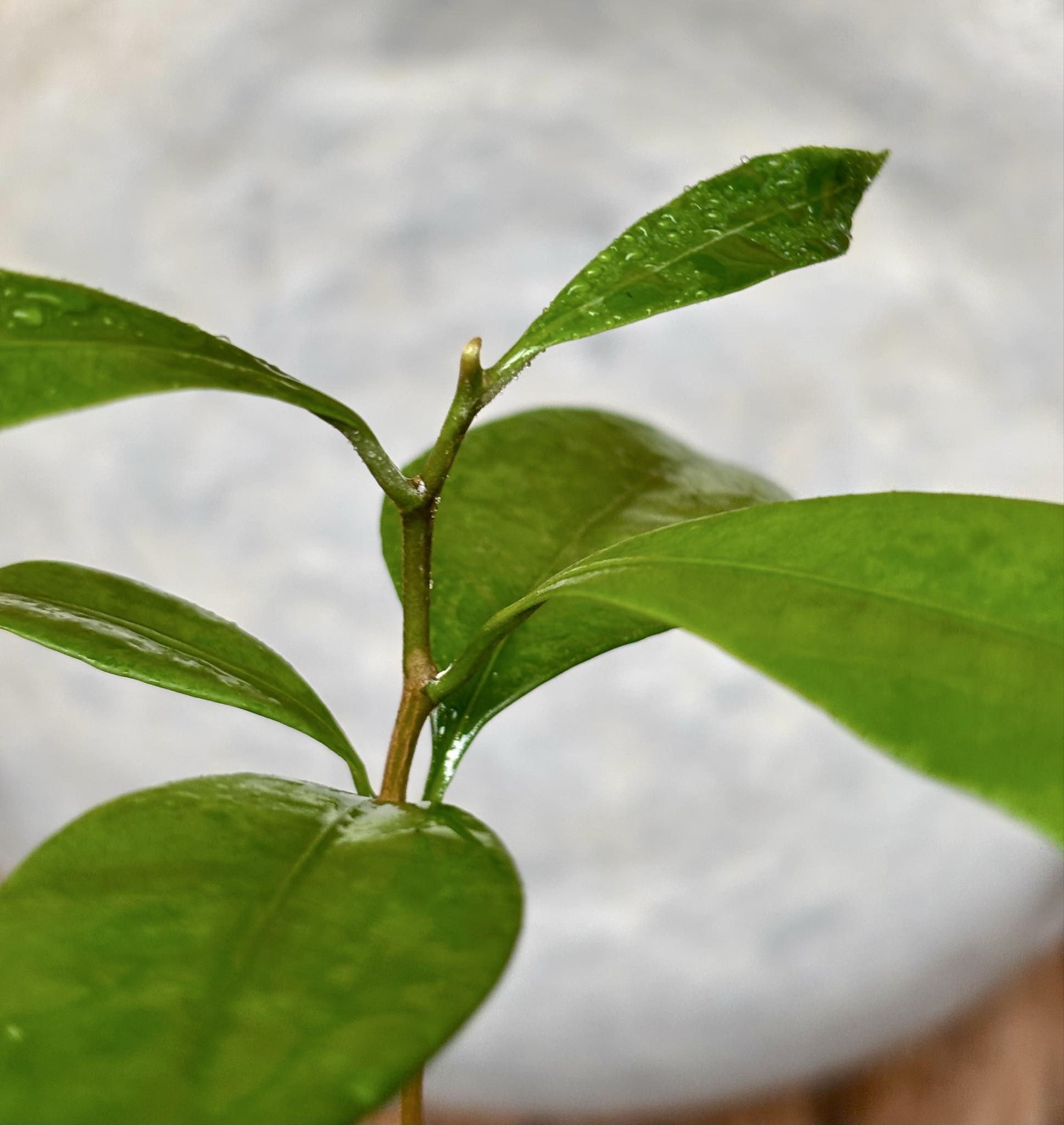 Pouteria cuspidata  -  1 small potted seedling / 1 kleiner, getopfter Sämling