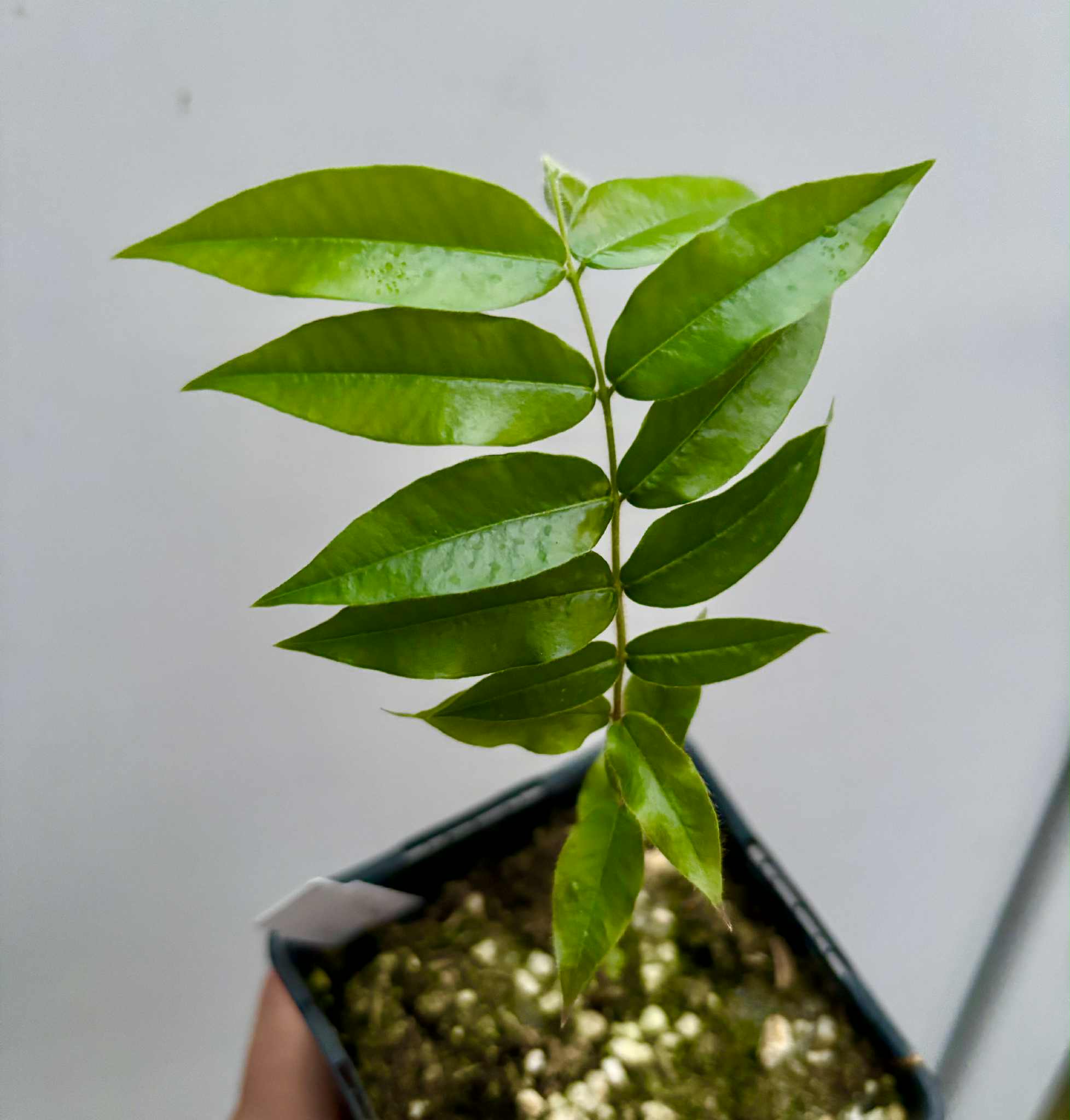 Beach Cambuca (Myrciaria strigipes) - 1 potted seedling / 1 getopfter Sämling