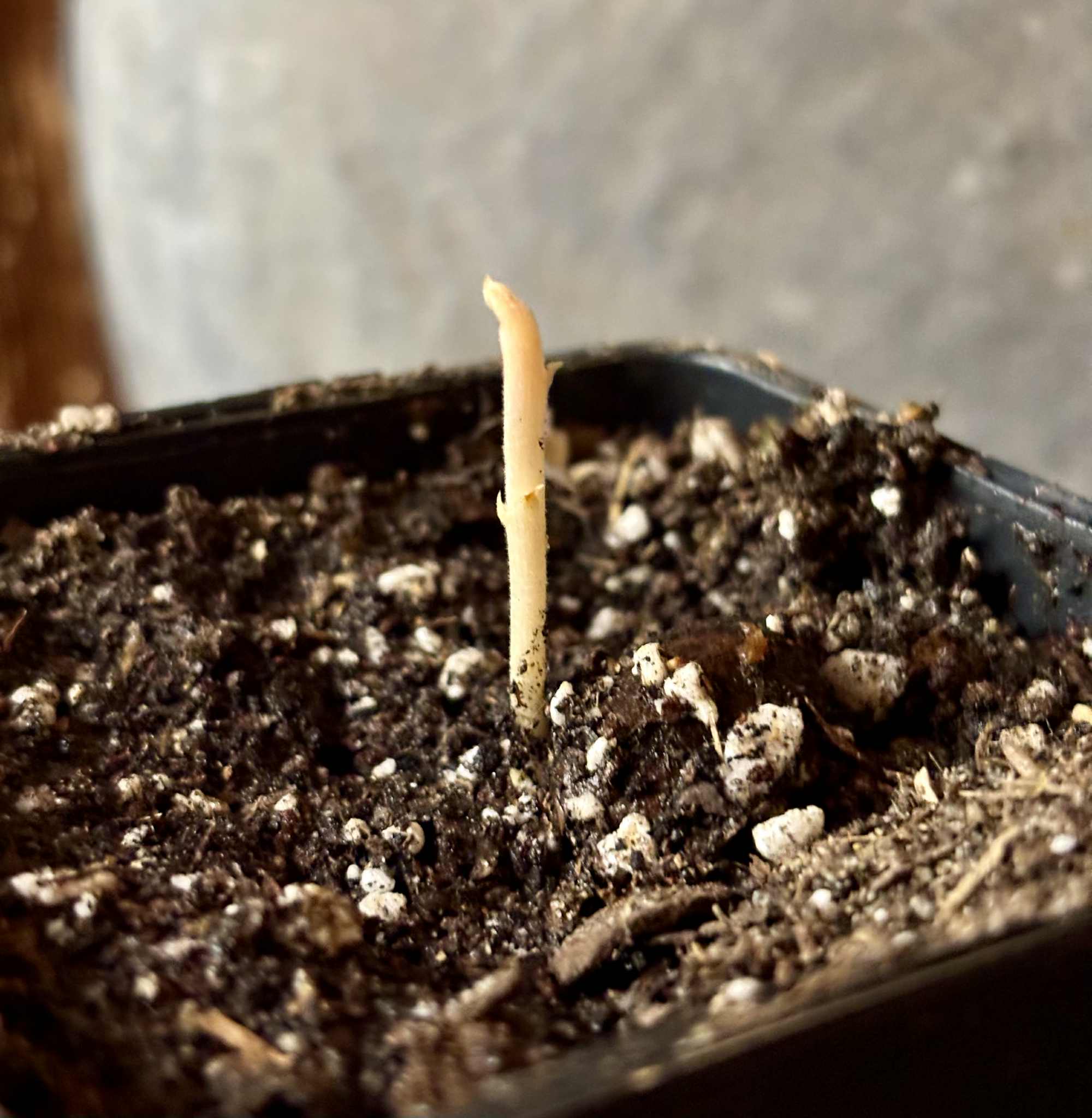 Melicoccus sp Bahia - 1 potted seedling / 1 getopfter Sämling