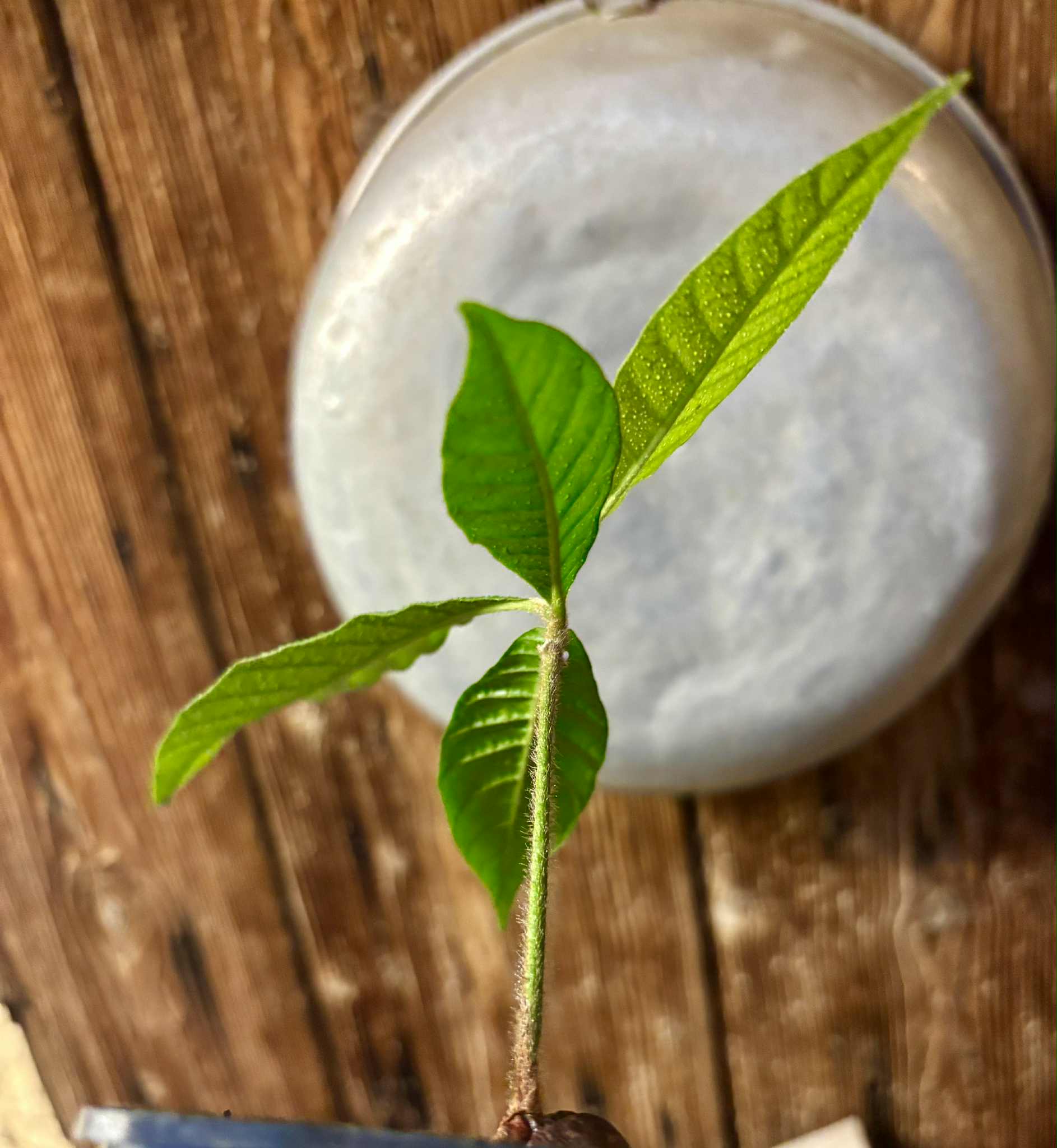 Pouteria torta subsp. gallifructa - Abiu Pilosa - 1 potted plant / 1 getopfte Pflanze Pouteria torta subsp. gallifructa - Abiu Pilosa - 1 potted plant / 1 getopfte Pflanze