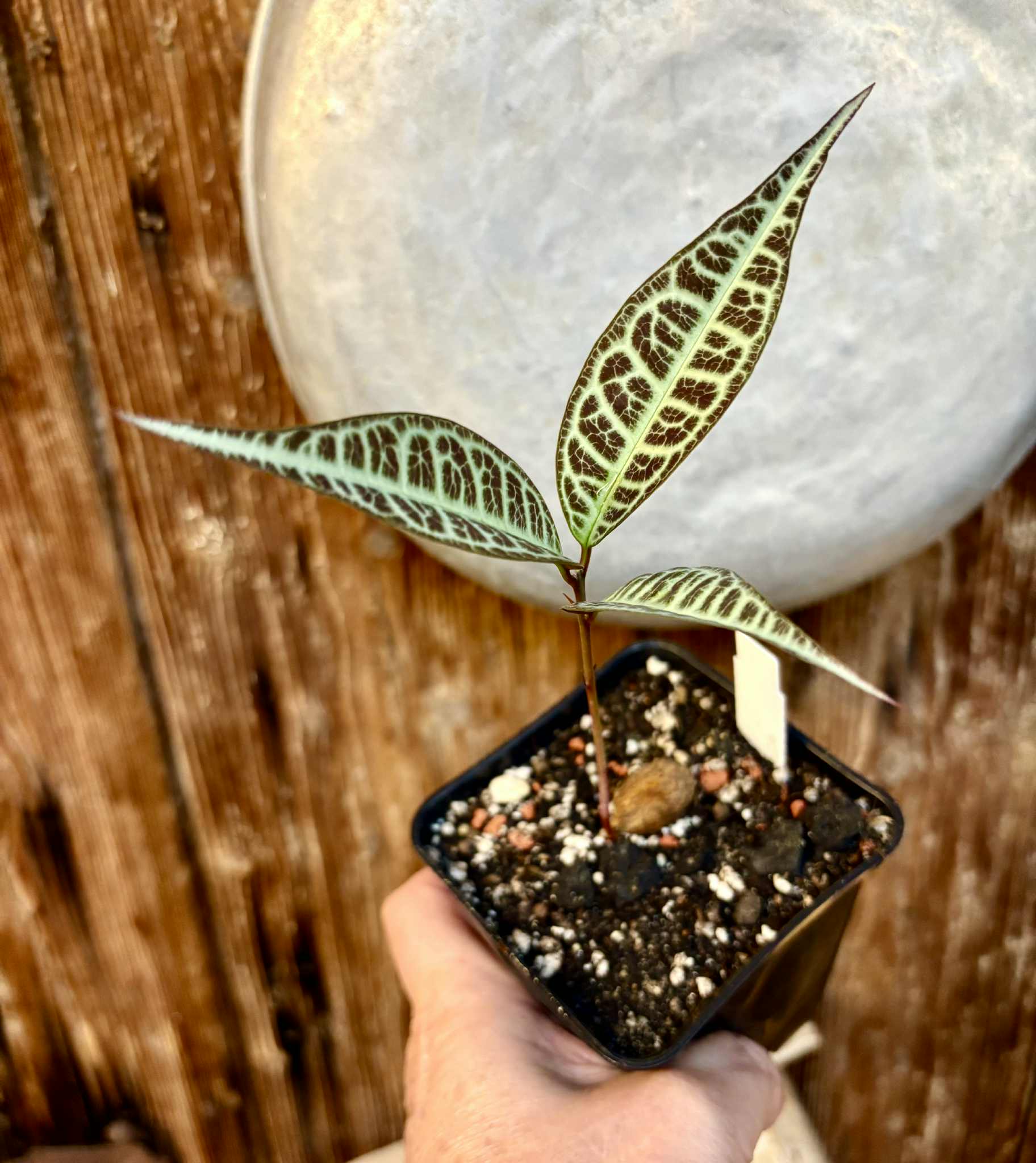 Eugenia sp Labisia -  1 potted seedling / 1 getopfter Sämling Eugenia sp Labisia -  1 potted seedling / 1 getopfter Sämling