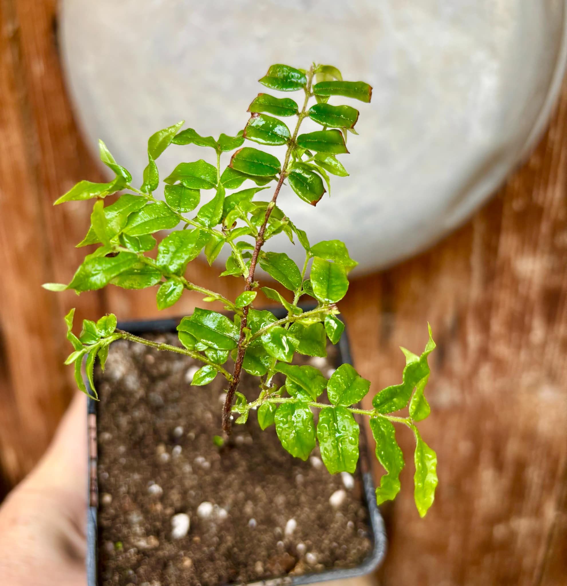 Myrciaria floribunda var. yellow - 1 potted plant / 1 getopfte Pflanze