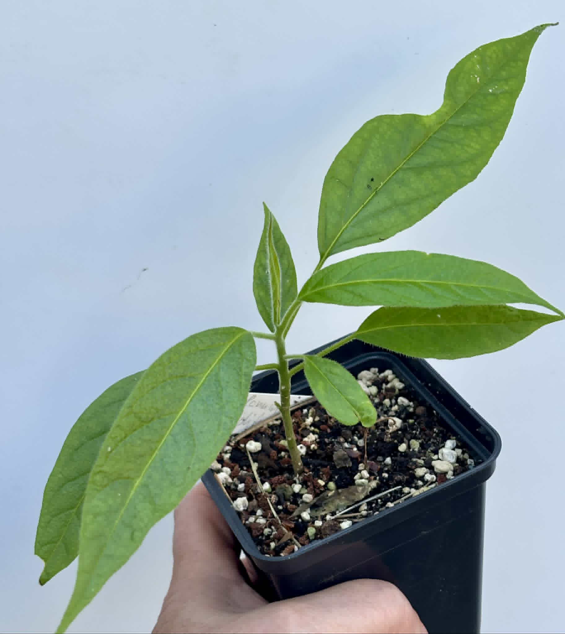Solanum luridifuscescens - Tomatao Verde Piloso - 1 potted seedling / 1 getopfter Sämling