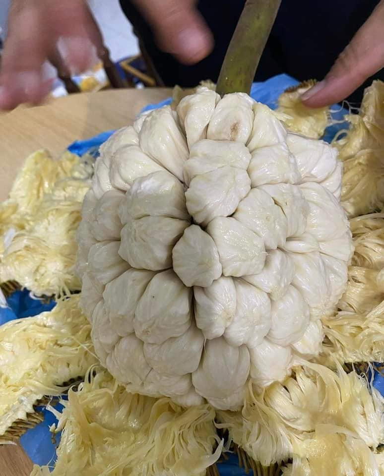 Marang (Artocarpus odoratissimus) - 1 germinated seed / 1 gekeimter Samen Marang (Artocarpus odoratissimus) - 1 germinated seed / 1 gekeimter Samen