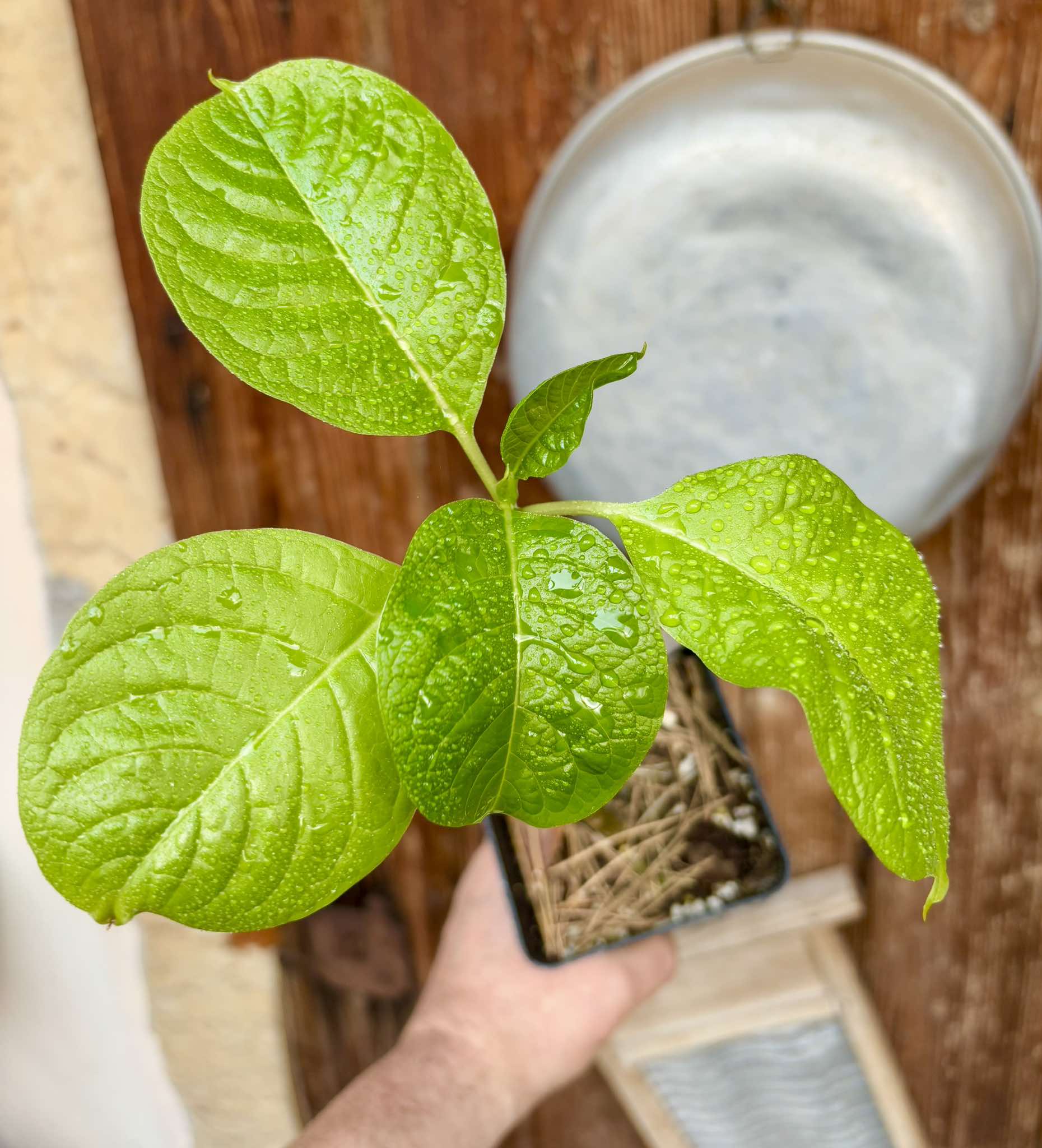 Ombu - Phytolacca dioica - 1 potted seedling / 1 getopfter Sämling
