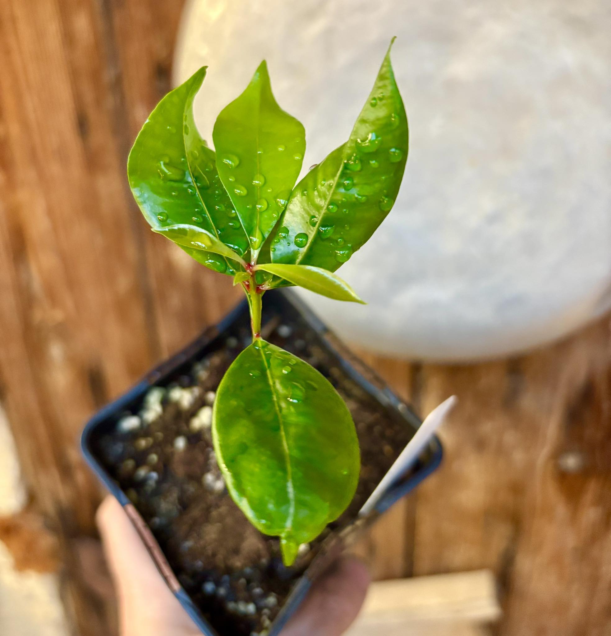 Syzygium aromaticum - Clove - Gewürznelke - 1 small potted seedling / 1 kleiner, getopfter Sämling
