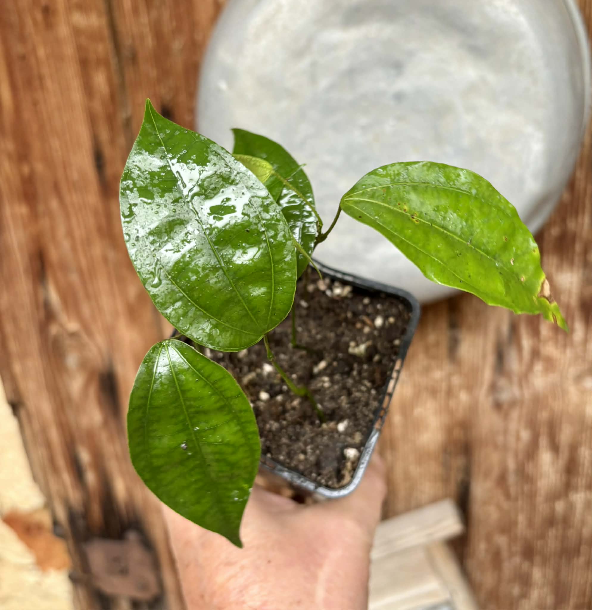 4 seedlings in 1 pot - Pitombinha da Amazonia (Abuta grandifolia) - 1 potted seedling / 1 getopfter Sämling Kopie