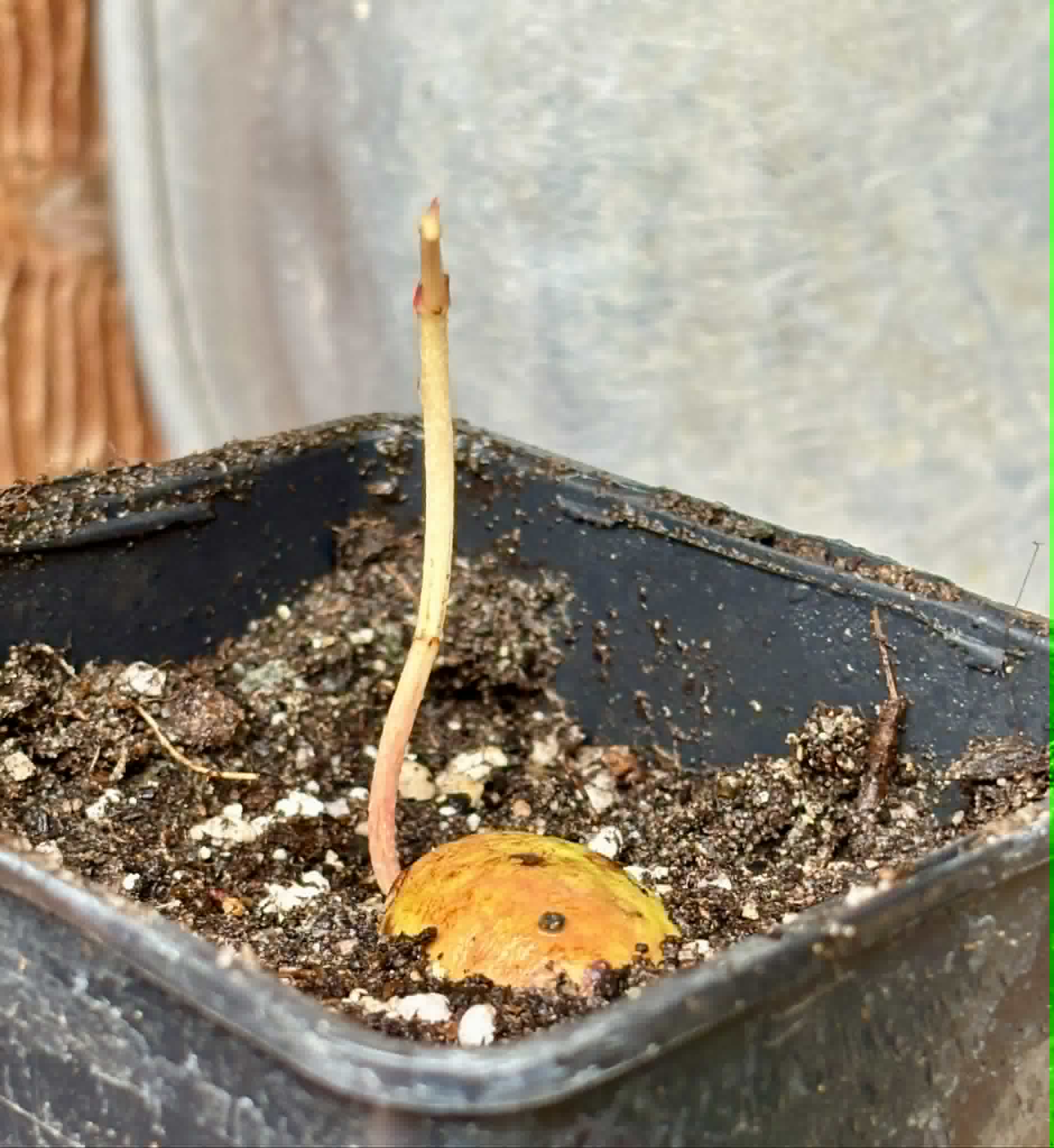 Garcinia bahiensis - 1 potted seedling / 1 getopfter Sämling