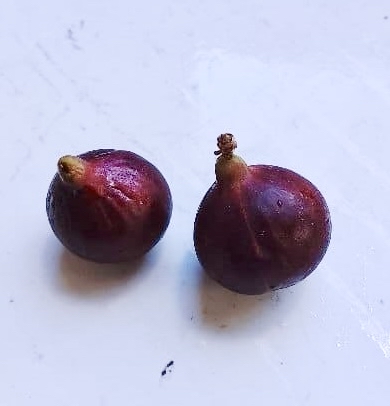 Pre Order - Plinia sp UNA justino -  1 fresh seed / 1 frischer Samen