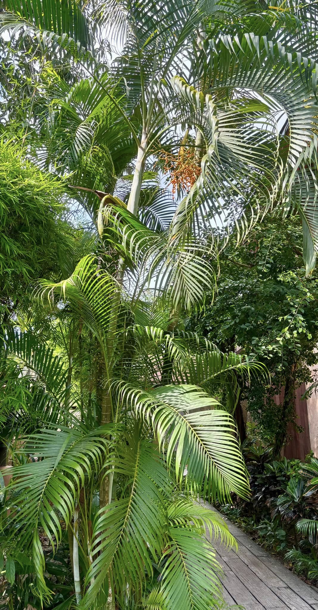 Palm Syagrus romanzoffiana -  1 potted plant / 1 getopfte Pflanze