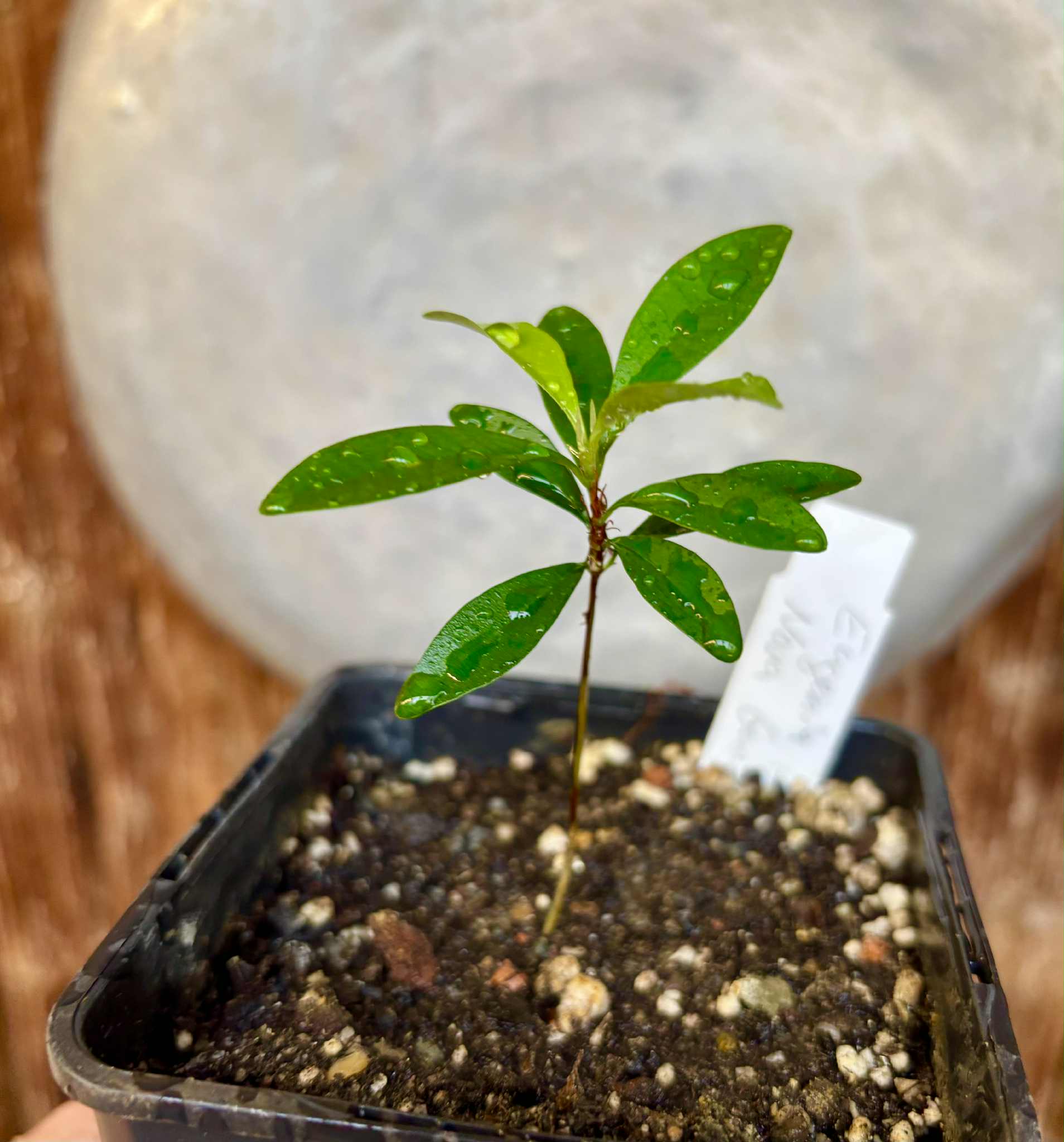 Eugenia sp Nova Rio Guari - 1 potted seedling / 1 getopfter Sämling