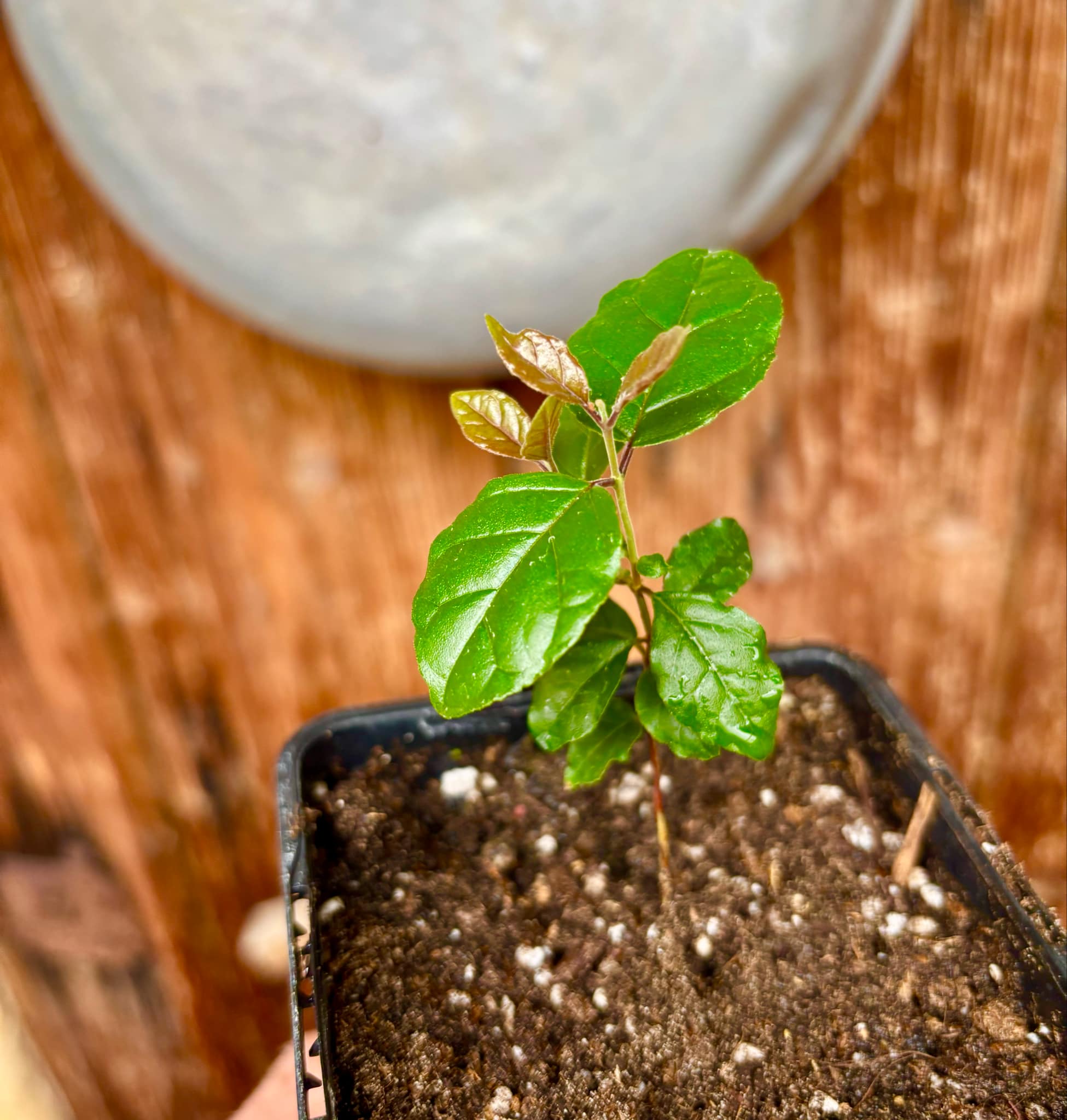 Campomanesia xanthocarpa var. littoralis - 1 small potted seedling / 1 kleiner, getopfter Sämling