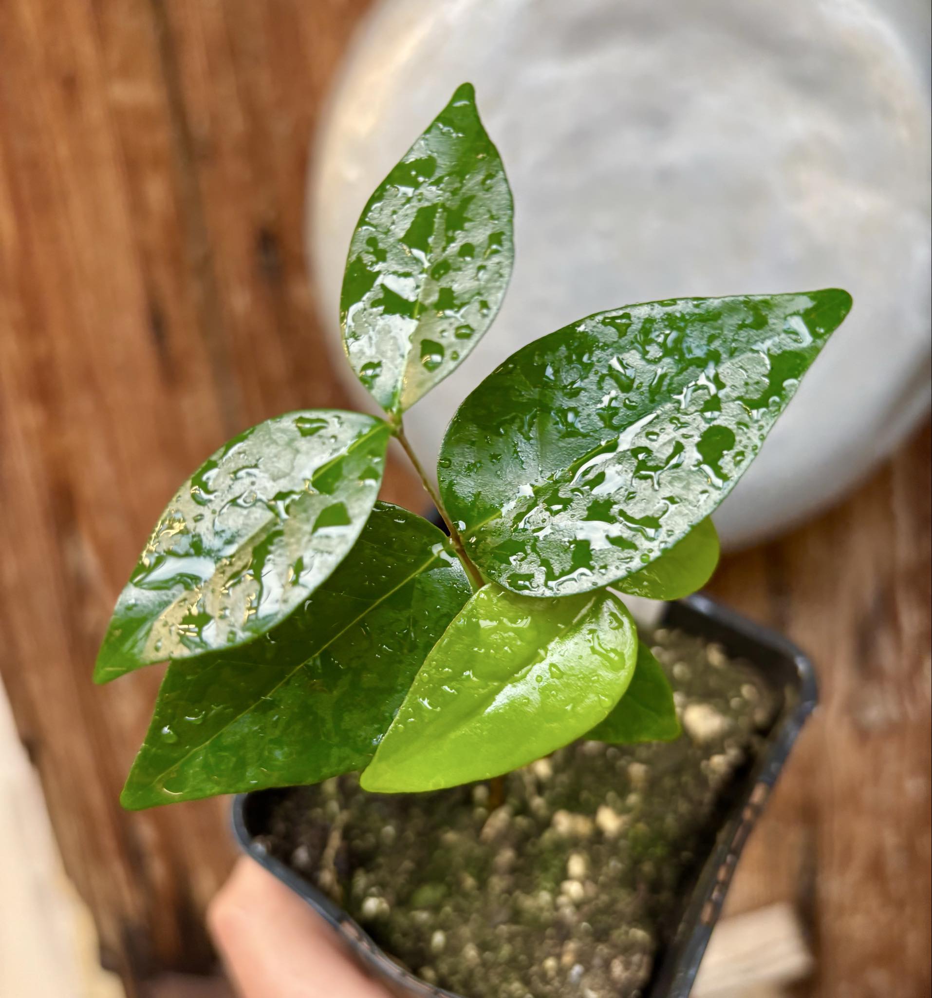 Eugenia uniflora var. Gigante Pitangao  - 1 small potted seedling / 1 kleiner, getopfter Sämling