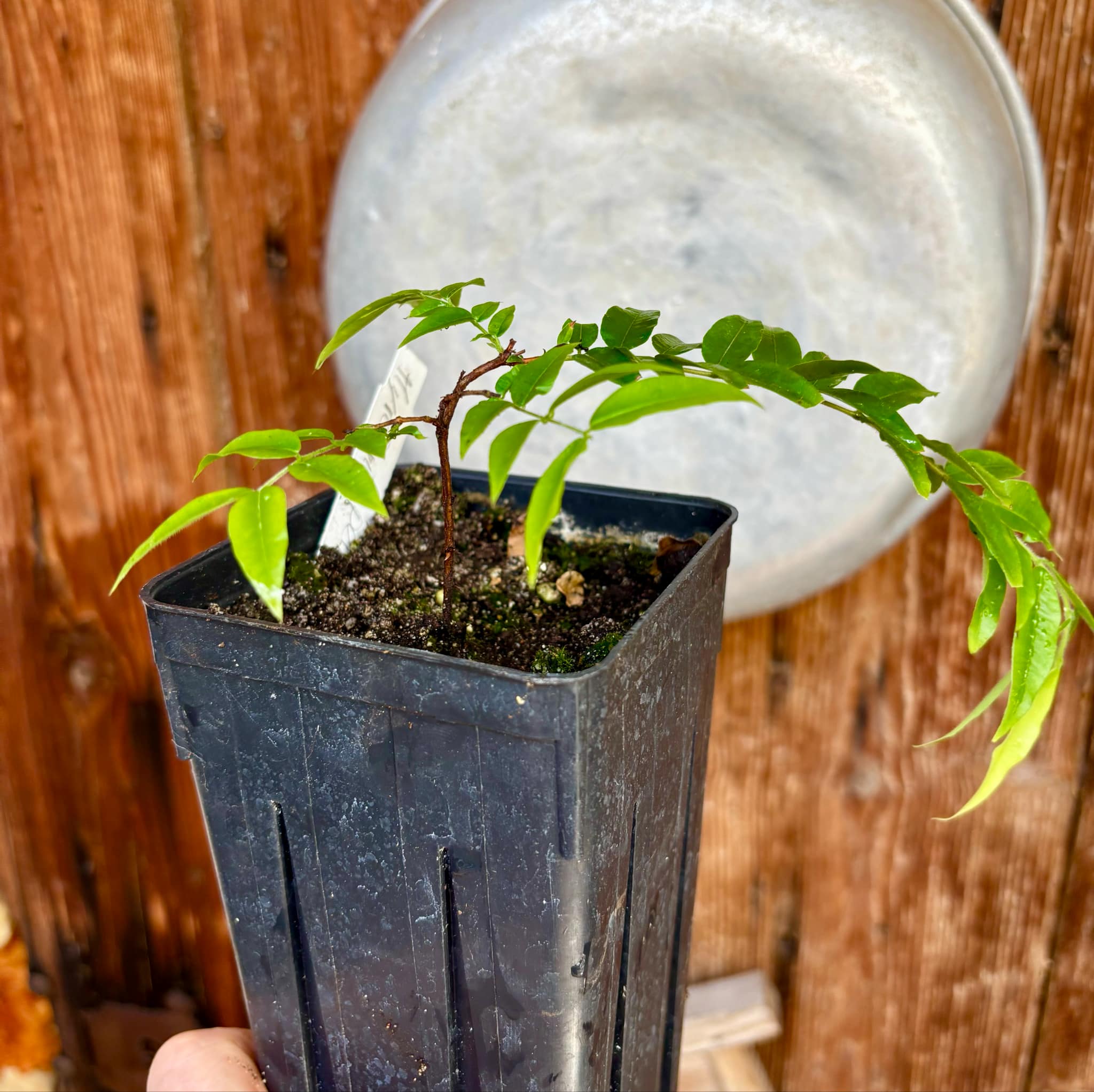 Myrciaria plinioides - 1 potted plant / 1 getopfte Pflanze Myrciaria plinioides - 1 potted plant / 1 getopfte Pflanze