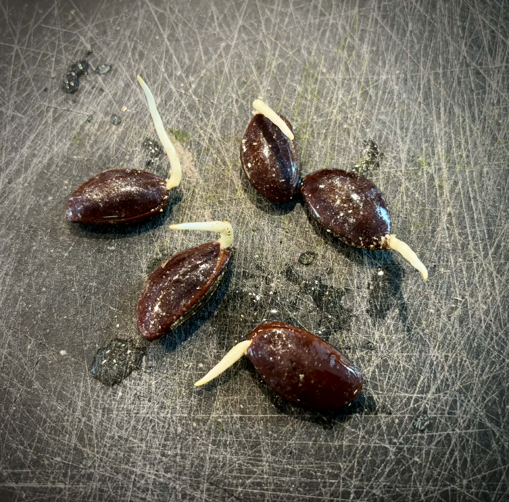 Fruta do Imperador - Martiusella imperialis - (formaly Chrysophyllum imperiale) - 1 germinated seed / 1 gekeimter Samen