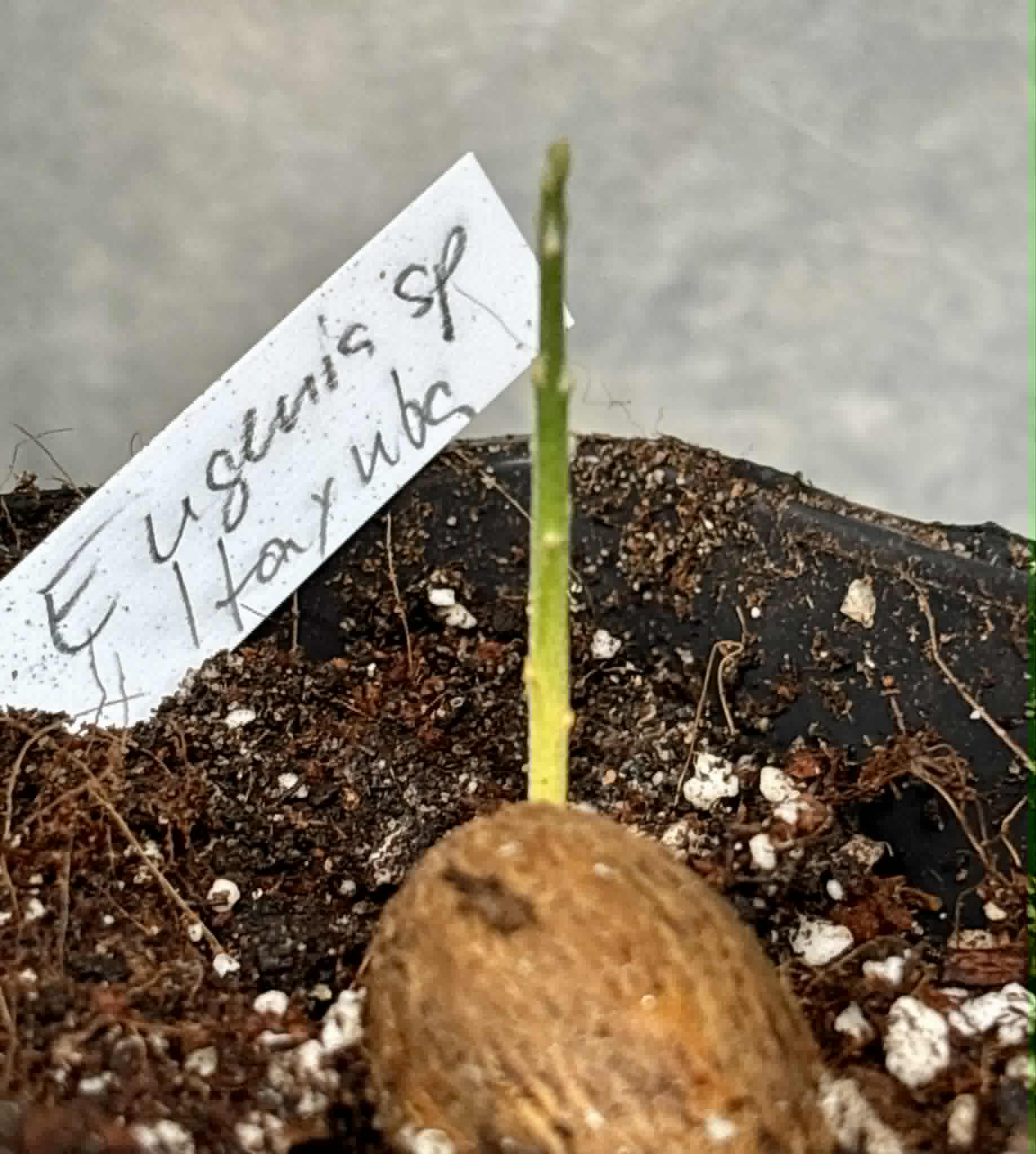 Eugenia sp Itayuba - 1 potted seedling / 1 getopfter Sämling