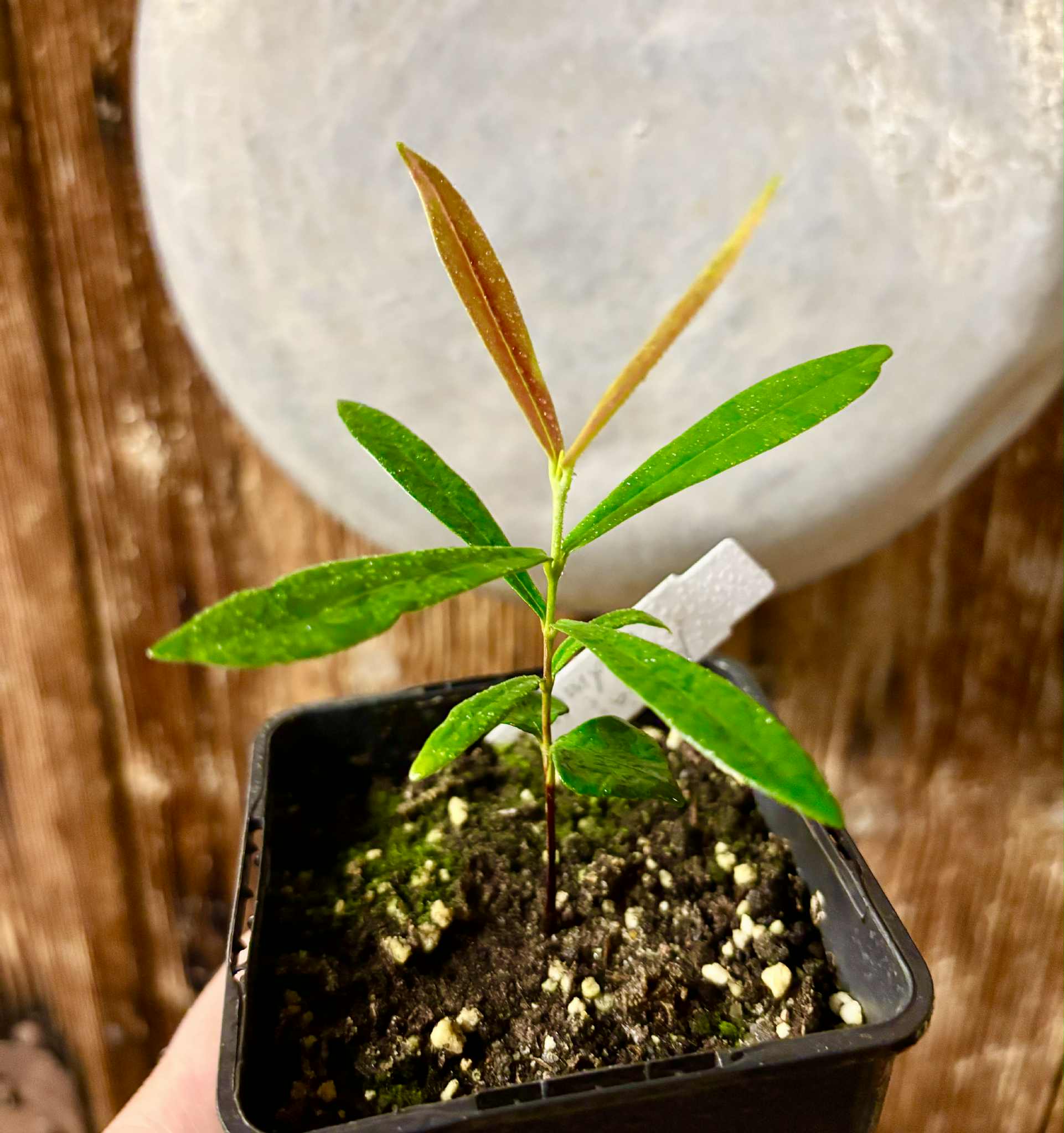 Myrcia luschnathiana -  1 potted seedling / 1 getopfter Sämling