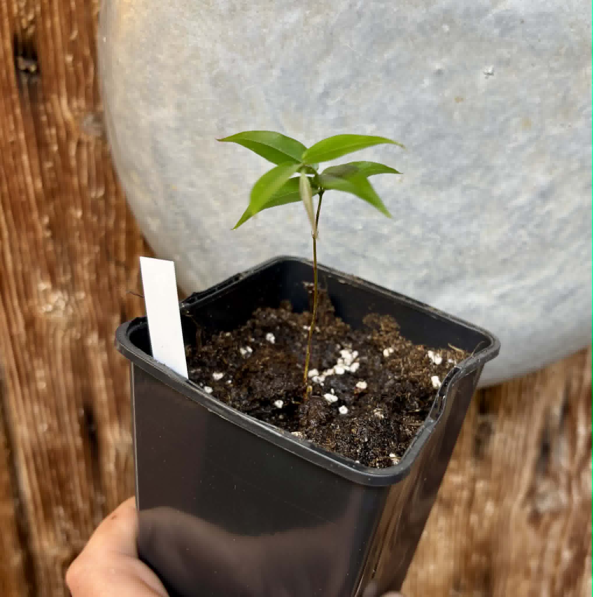 Plinia sp. Cachoeiro de Itapemirim - 1 potted seedling / 1 getopfter Sämling