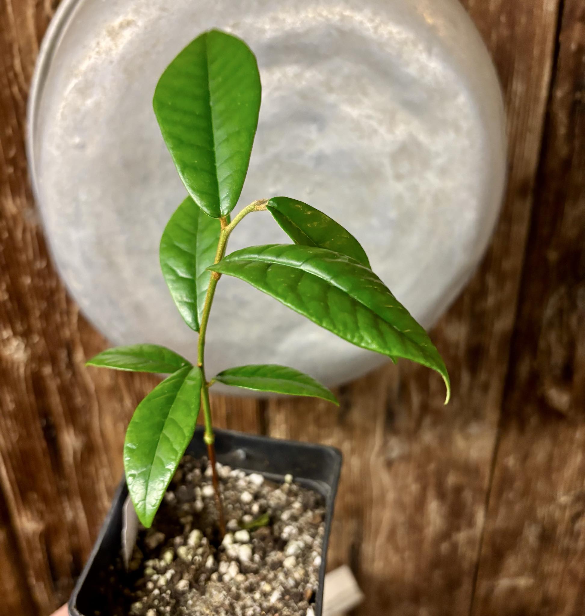 Chrysophyllum januariense  -  1 potted seedling / 1 getopfter Sämling
