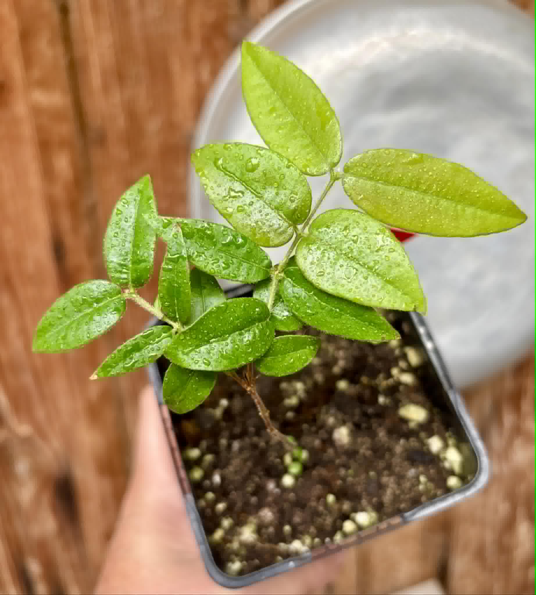 Myrciaria aff plinioides-  1 potted seedling / 1 getopfter Sämling