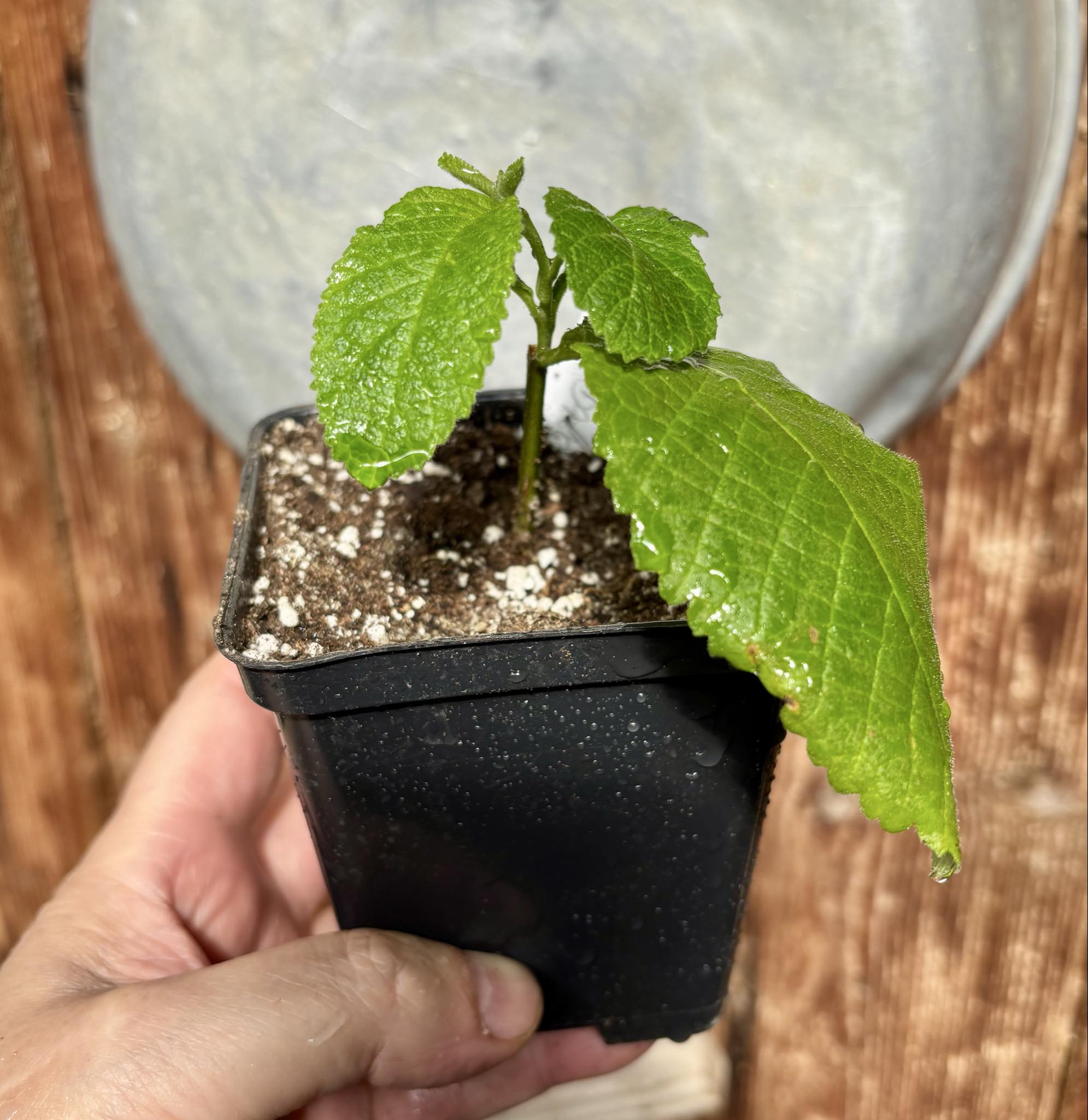 rooted cutting - Erva baleeira  (Cordia verbenacia) - 1 potted plant / 1 getopfte Pflanze