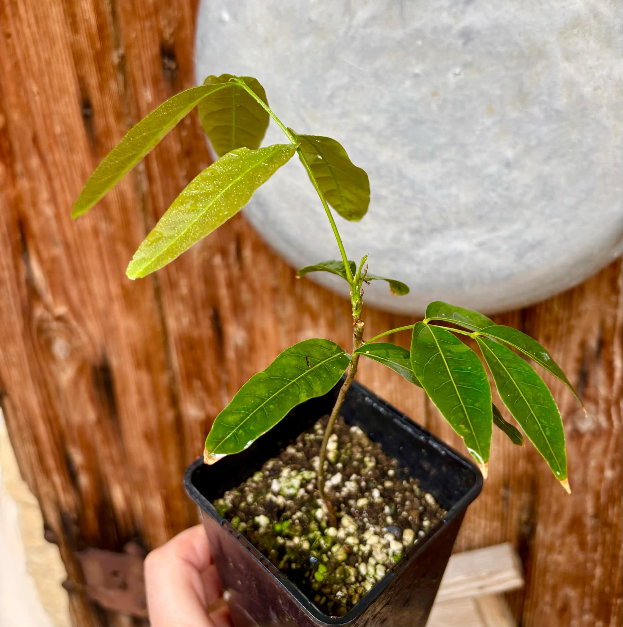 Talisia esculenta Nr. 2 - Pitomba do Nordeste - 1 potted plant / 1 getopfte Pflanze