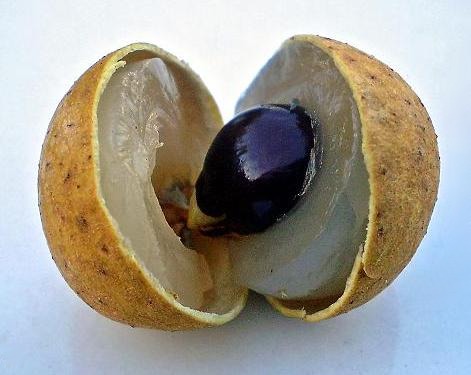 3 years old - Longan (Dimocarpus longan) - 1 potted plant / 1 getopfte Pflanze
