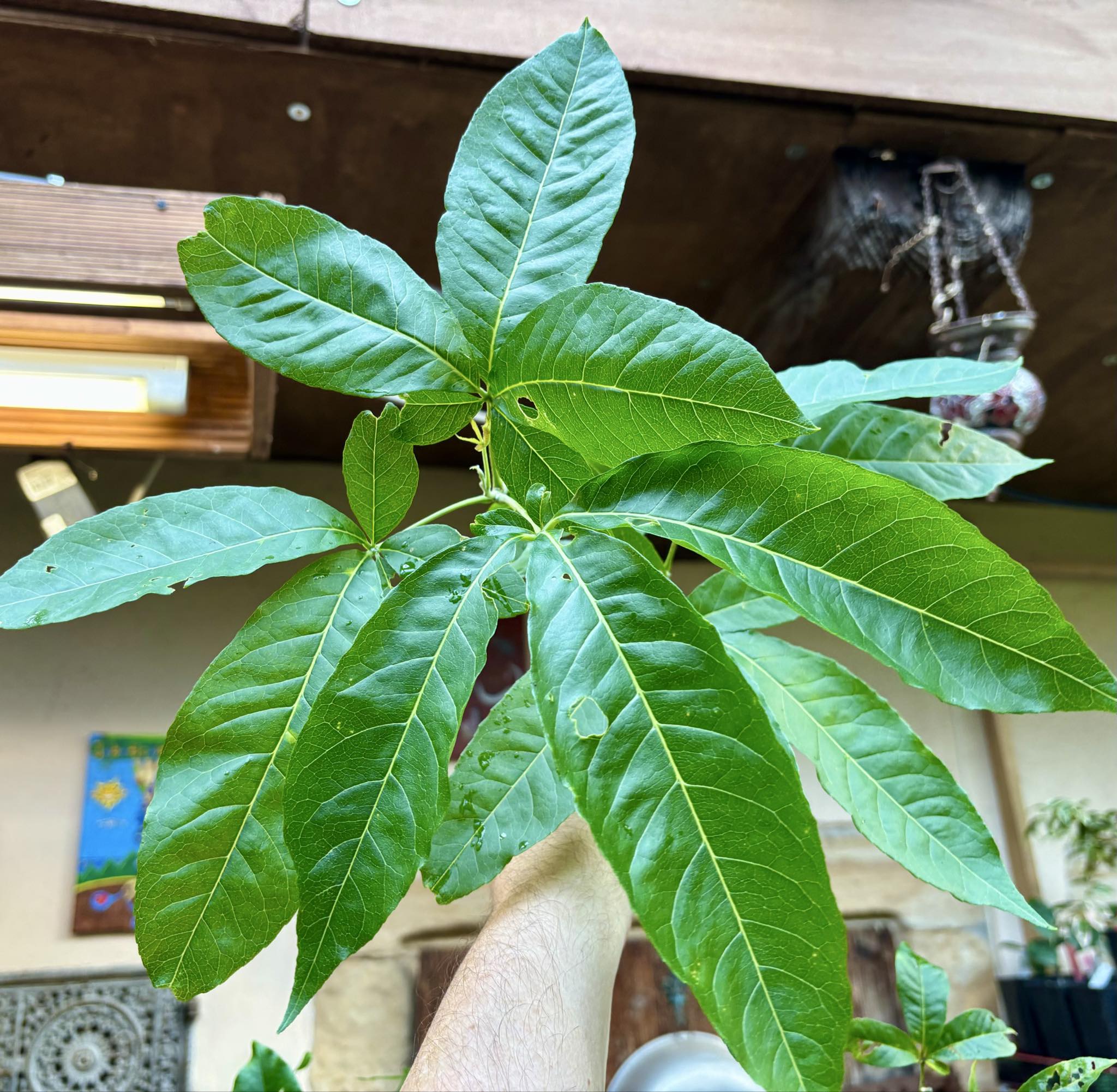 10 years old - White Sapote (Casimiroa edulis) - 1 potted plant / 1 getopfte Pflanze