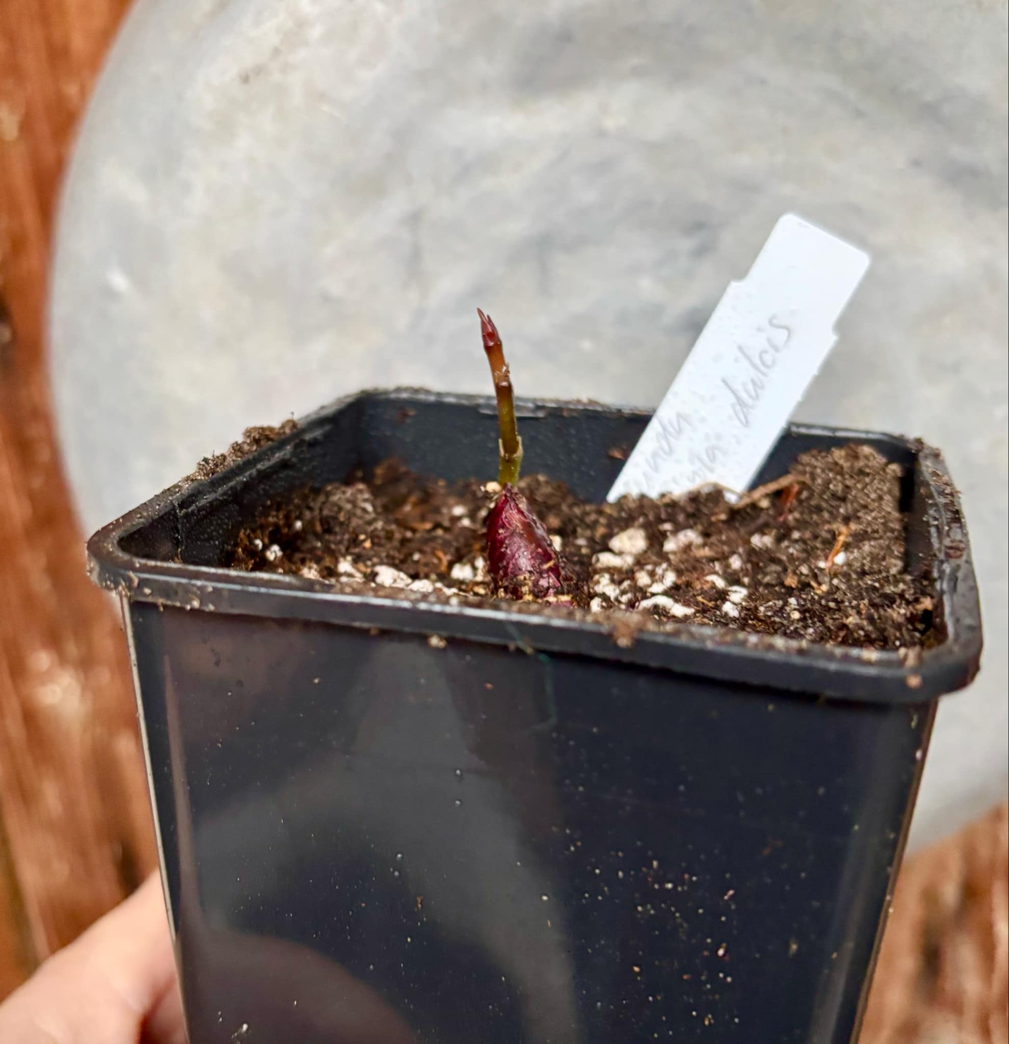 Garcinia dulcis - Mundu  - 1 small potted seedling / 1 kleiner, getopfter Sämling