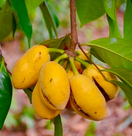 Malaysian Pawpaw - Alphonsea elliptica  - 1 potted plant / 1 getopfte Pflanze