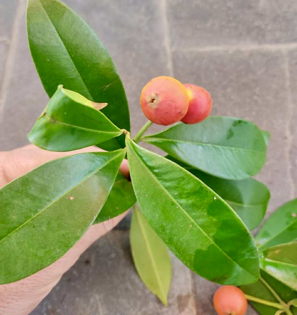 Myrcia sp linda -  1 germinated seed / 1 gekeimter Samen