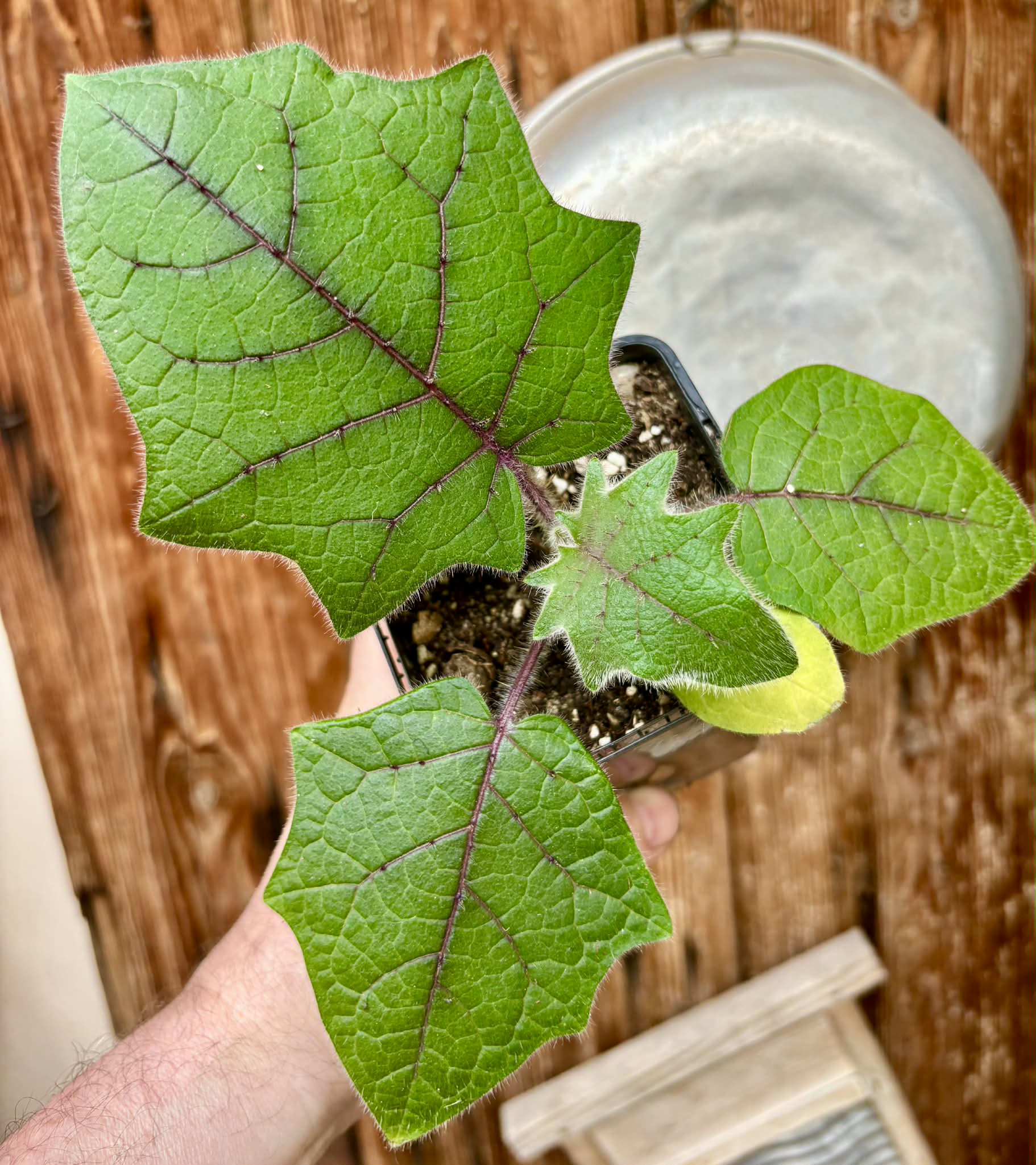 Lulo (Solanum quitoense) - 1 potted seedling / 1 getopfter Sämling