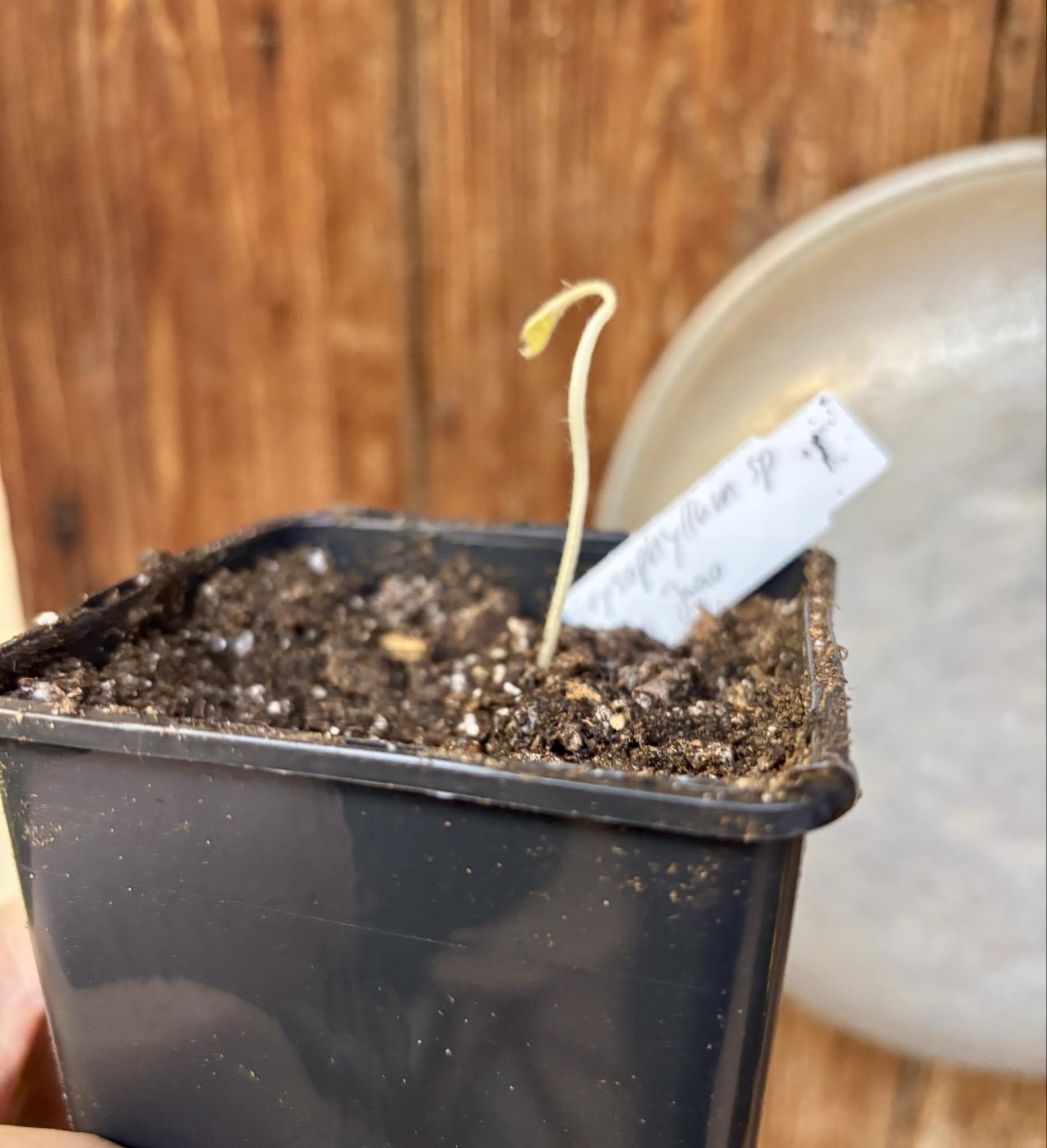 Goiapeba - Chrysophyllum sp Sao Joao - 1 potted seedling / 1 getopfter Sämling