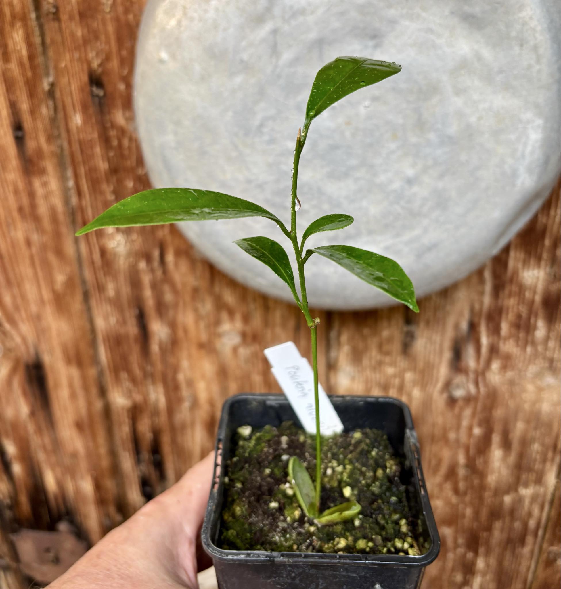 Pouteria alvesii - 1 potted seedling / 1 getopfter Sämling Pouteria alvesii - 1 potted seedling / 1 getopfter Sämling