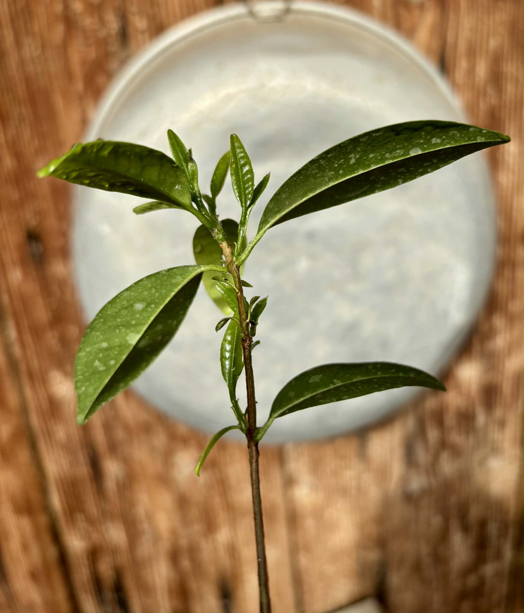 Eugenia dichroma - Pitanga Fanta - 1 potted seedling / 1 getopfter Sämling
