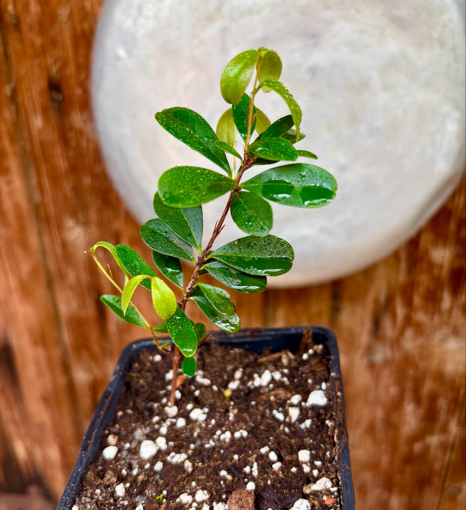 2 years old - Eugenia ligustrina var. black - 1 potted plant / 1 getopfte Pflanze