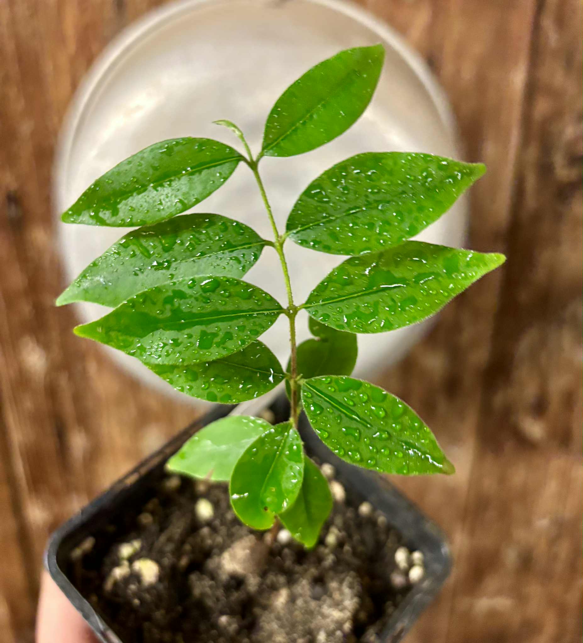 Eugenia sp Guajuba suave -  1 potted seedling / 1 getopfter Sämling