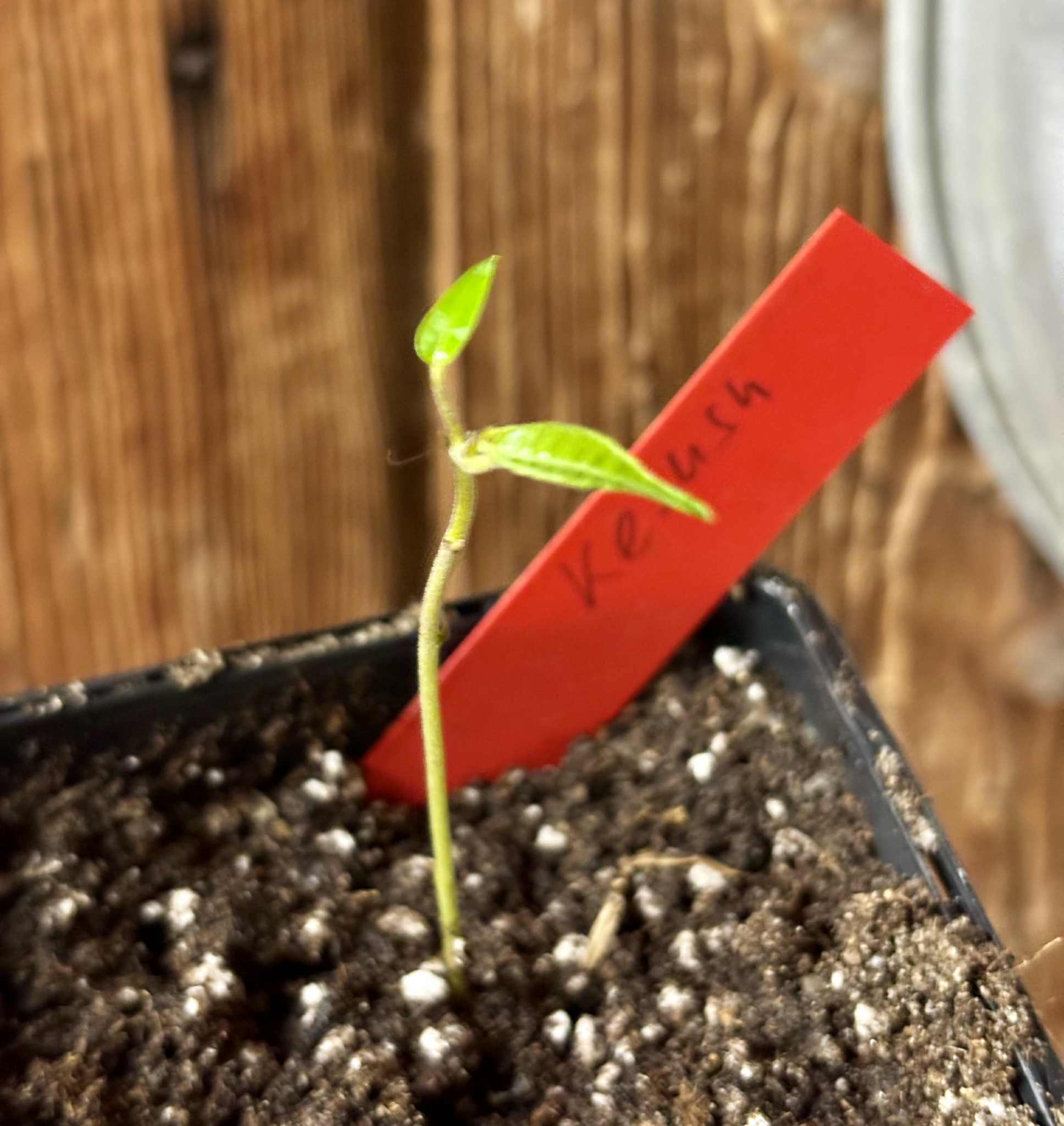 Kesusu (Prainea limpato) - 1 potted seedling / 1 getopfter Sämling