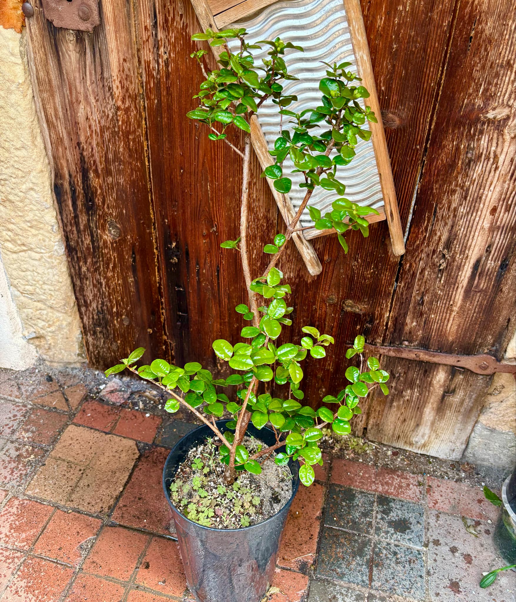 Pitangatuba (Eugenia selloi)  - 1 potted plant / 1 getopfte Pflanze