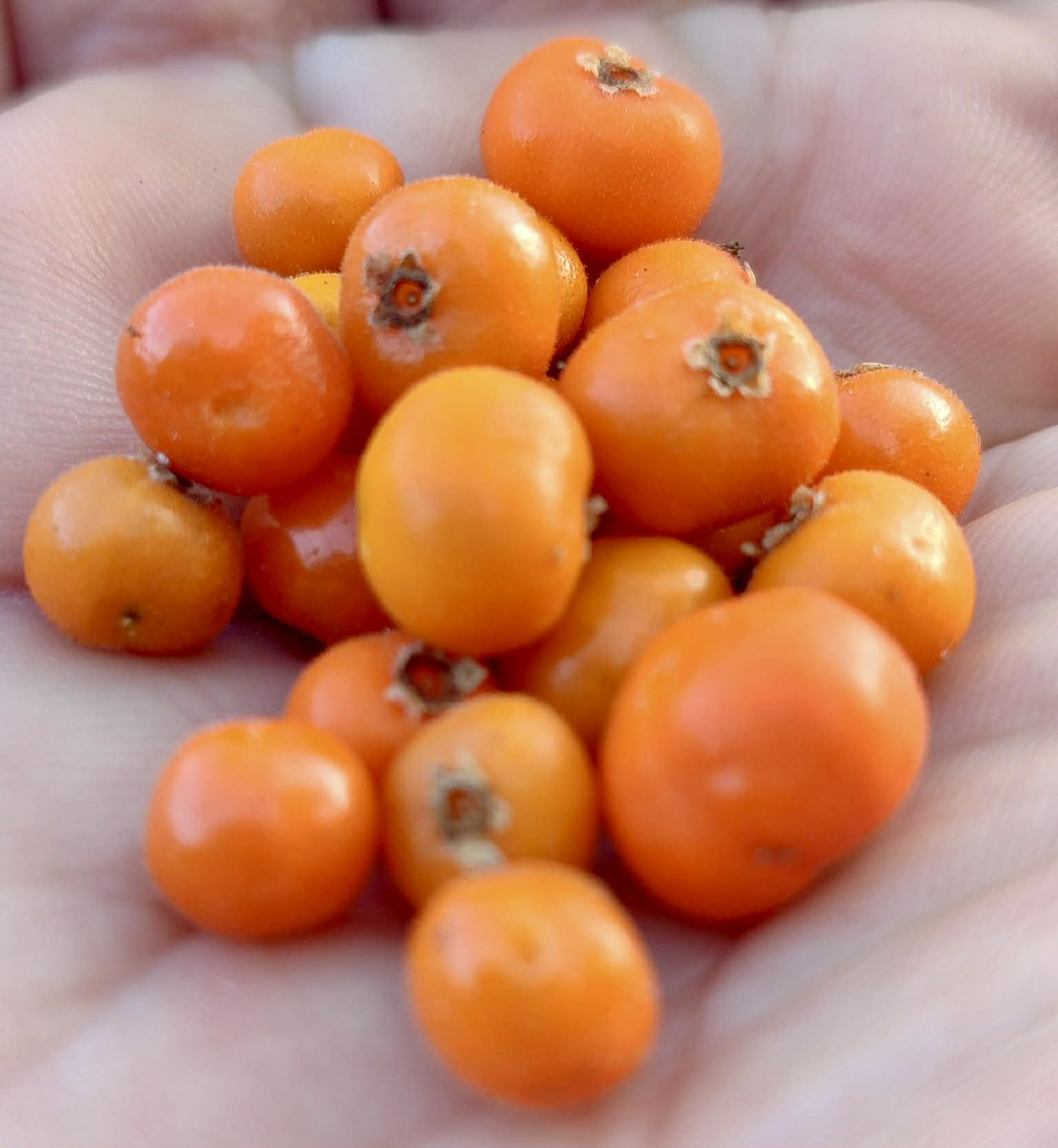 Myrcia sp Pernambuco - 1 fresh seed / 1 frischer Samen