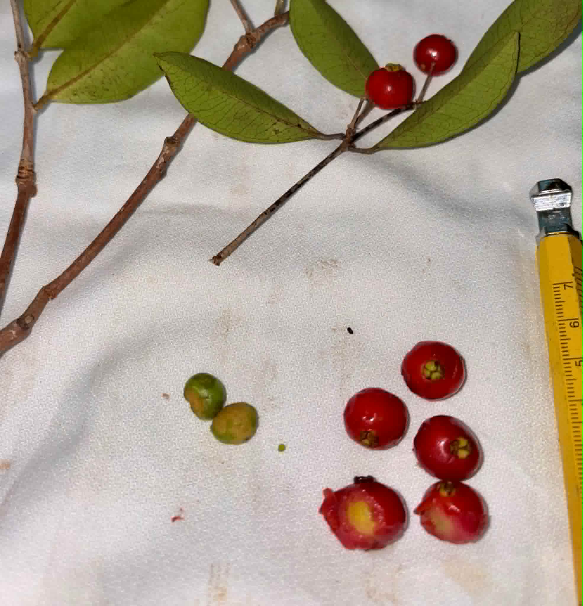 Eugenia sp Pitanga de a Mata - 1 fresh seed / 1 frischer Samen