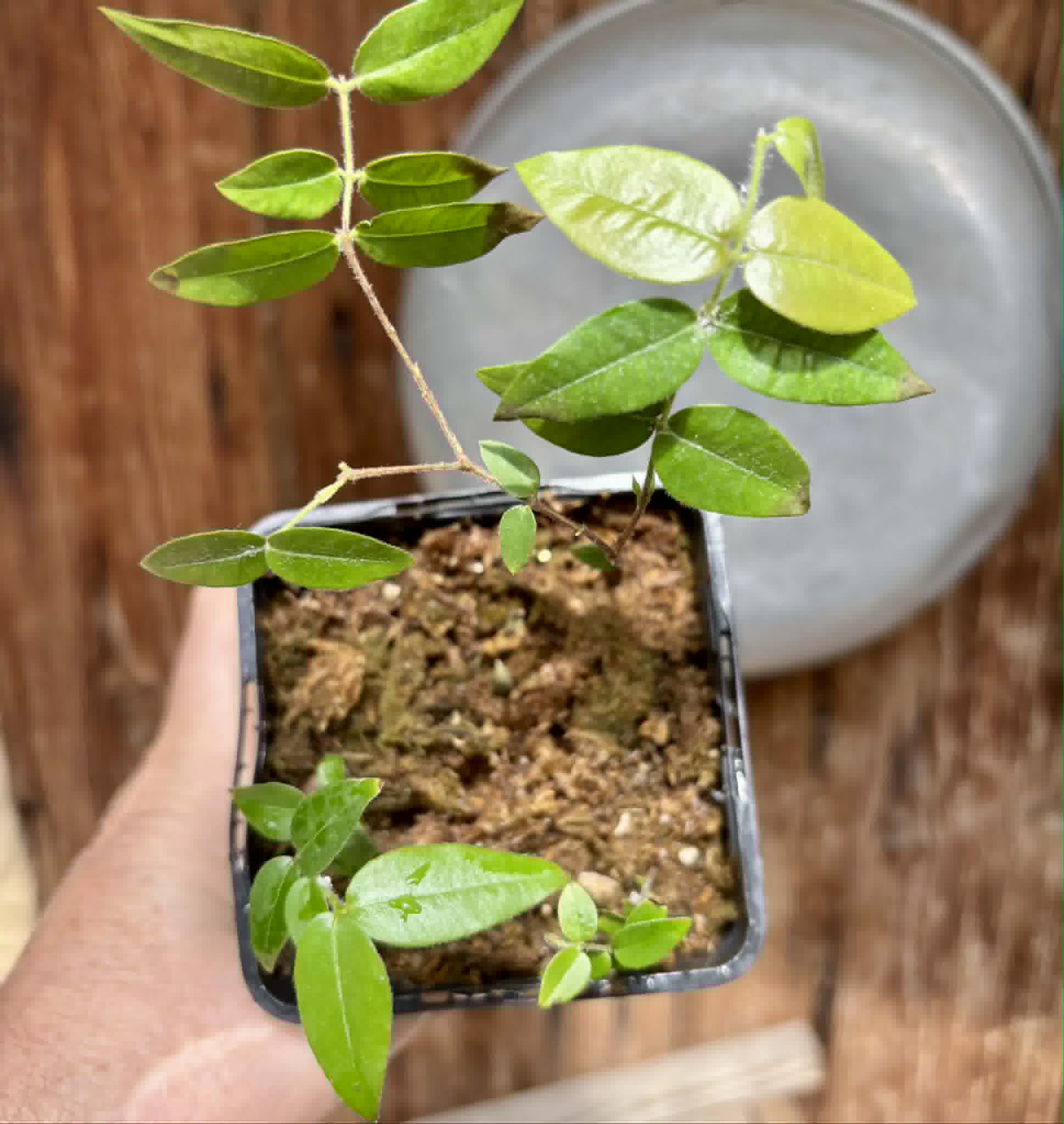 3 in 1 pot - Myrciaria sp Cabeludinha preta (Blue Glomerata) - 3 seedlings in one pot / 3 Sämlinge in einem Topf