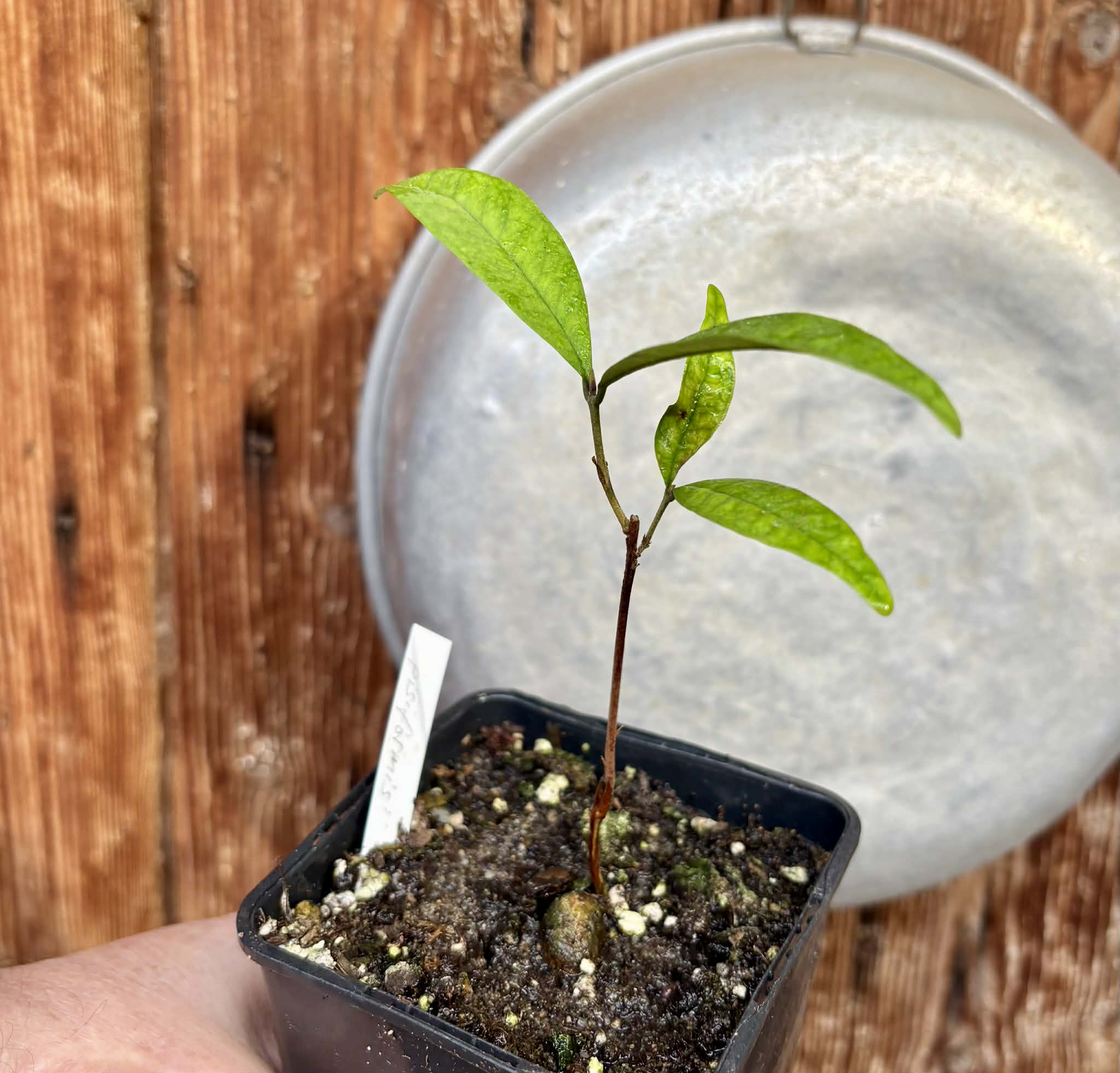 Eugenia pisiformis - Uvaia vermelha da mata - 1 potted seedling / 1  getopfter Sämling