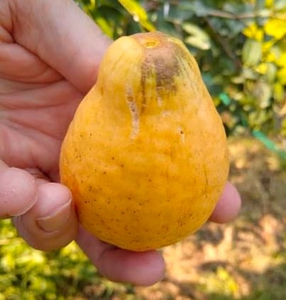 Yellow Pear Shape Guava (Psidium guajava var.) - 1 potted small plant / 1 kleine, getopfte Pflanze