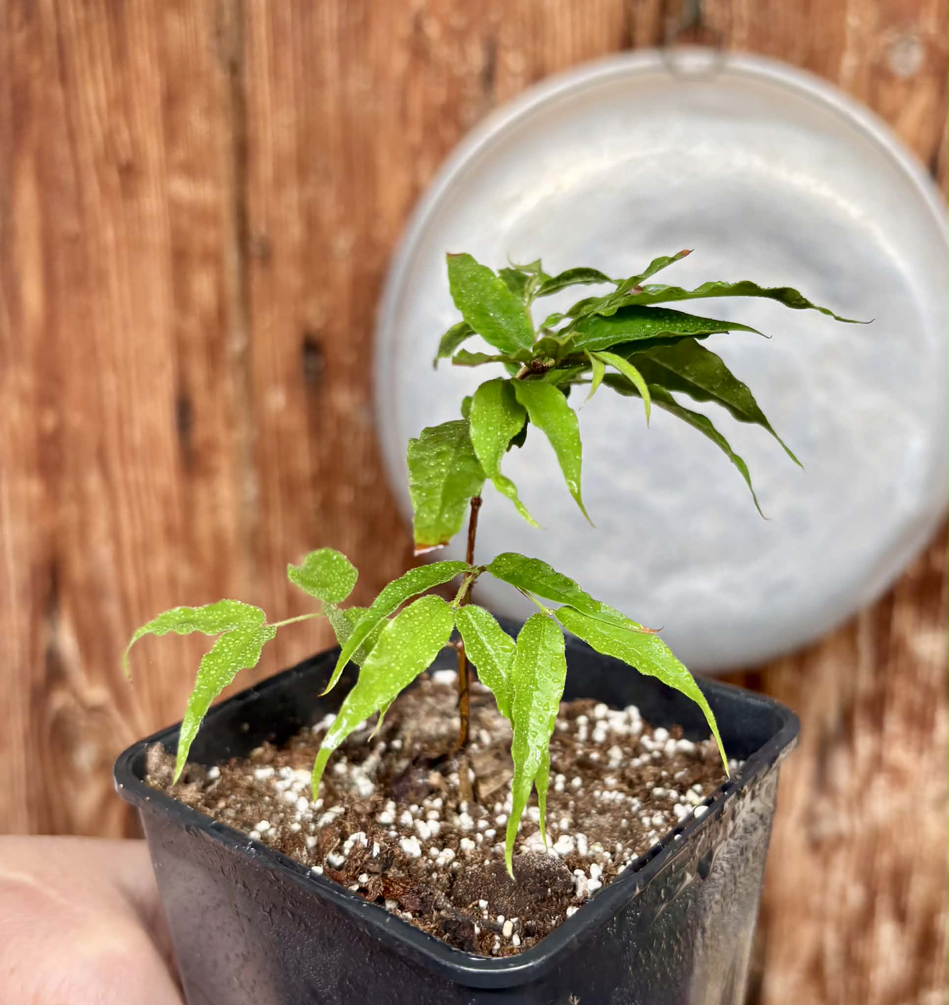 Plinia sp. Serrena Argentina -  1 potted plant / 1 getopfte Pflanze