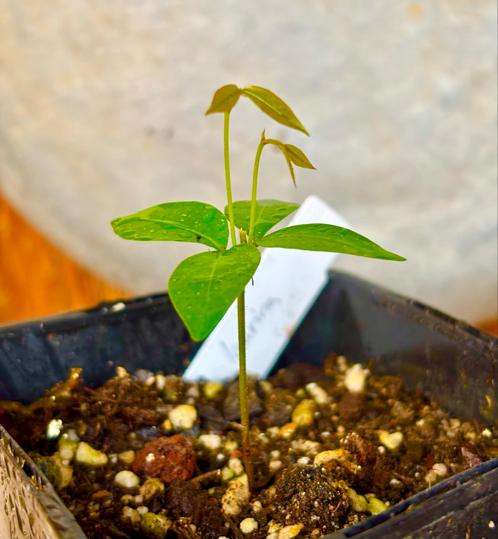 Inga laurina - 1 potted plant / 1 getopfte Pflanze Inga laurina - 1 potted plant / 1 getopfte Pflanze