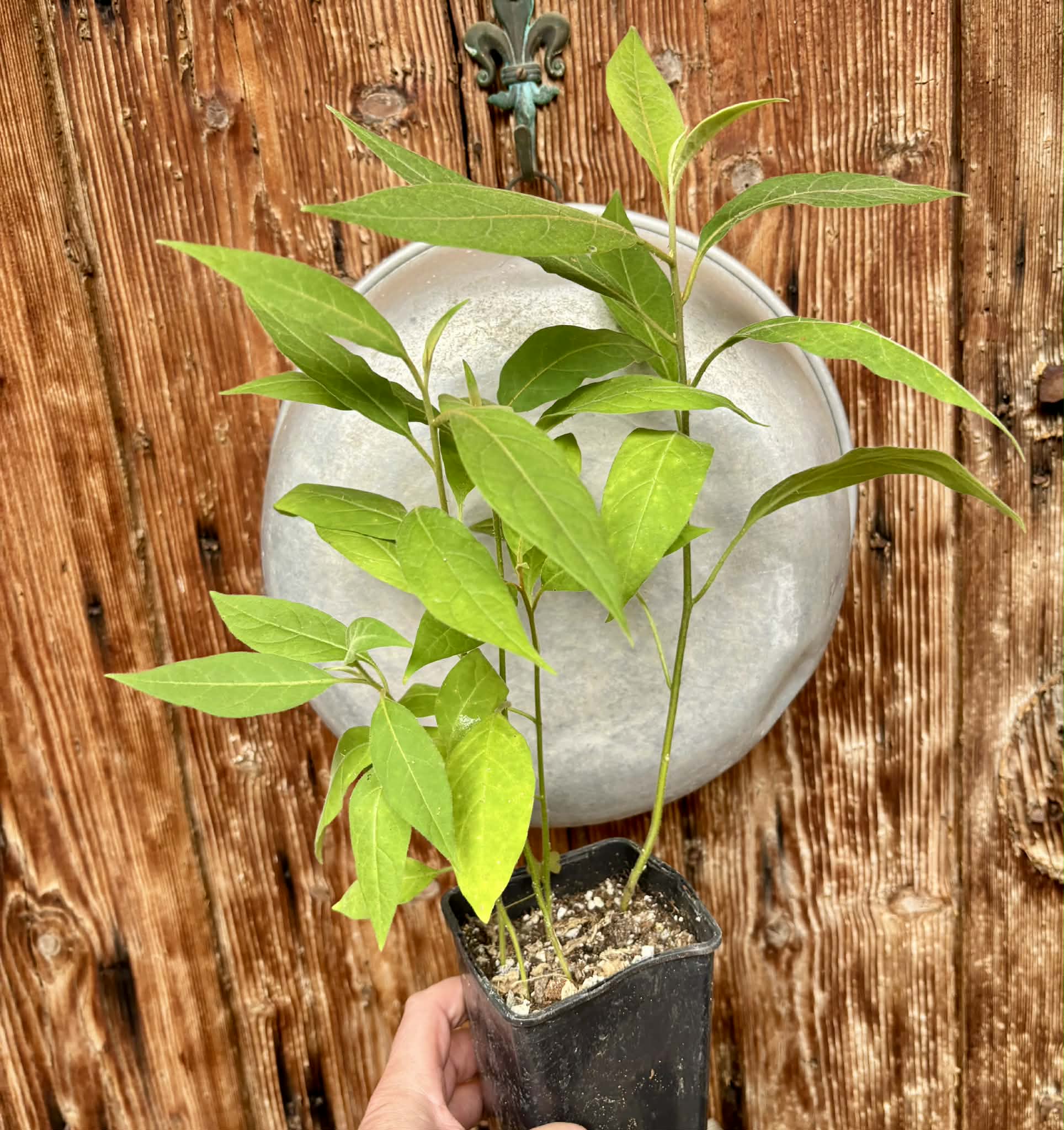 4 in 1 pot - Solanum sp. Mata Escura - 4 plants in one pot / 4 Pflanzen in einem Topf